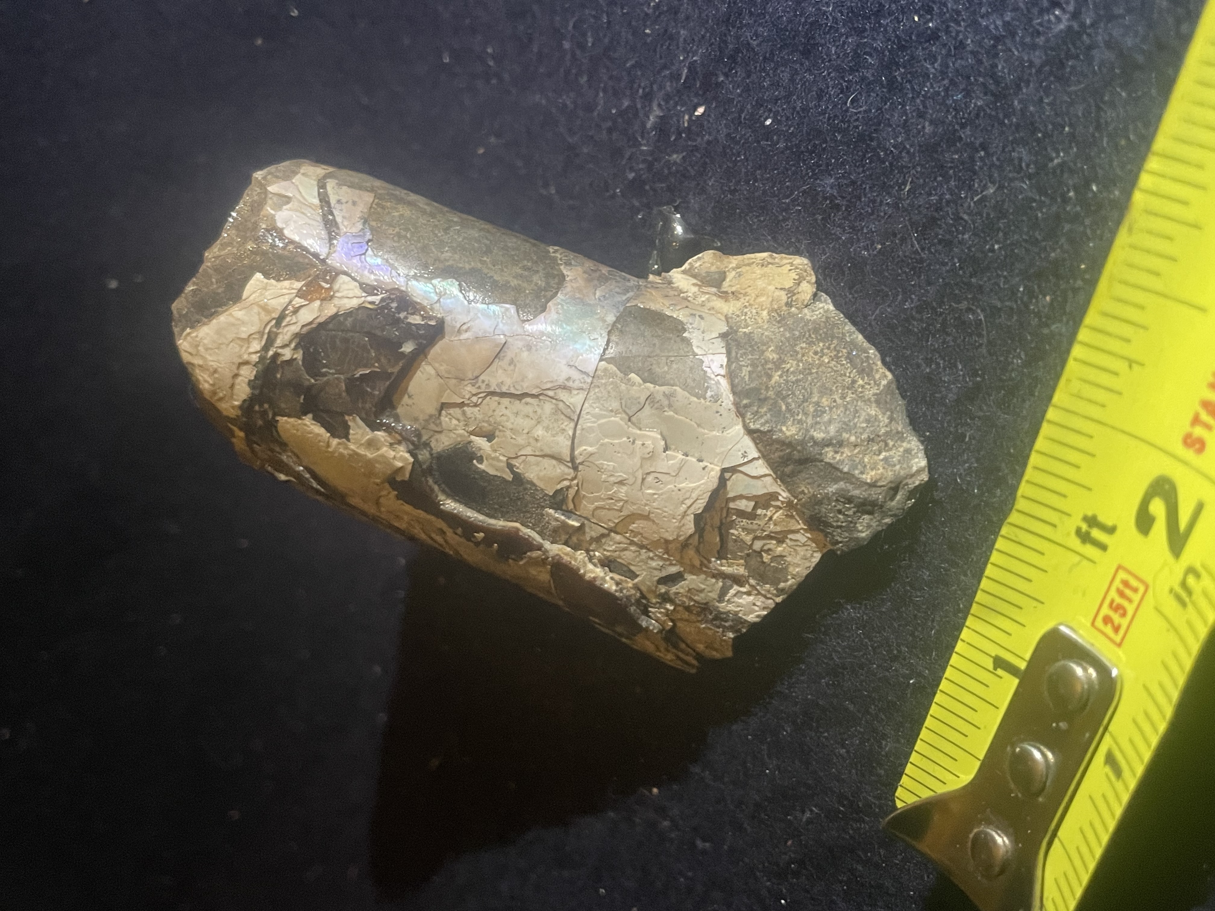 4D - Opalized Baculite