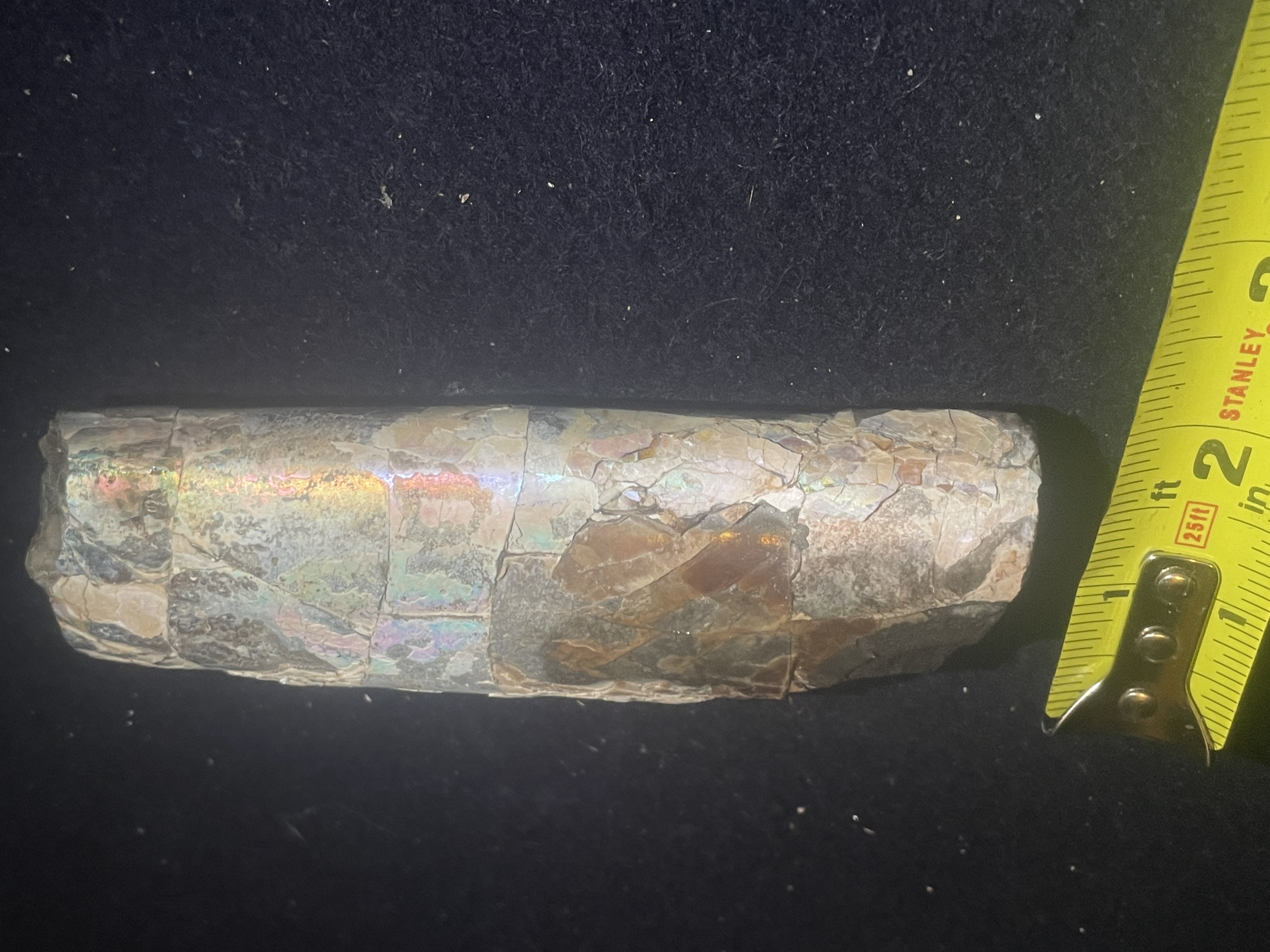 10D - Opalized Baculite 