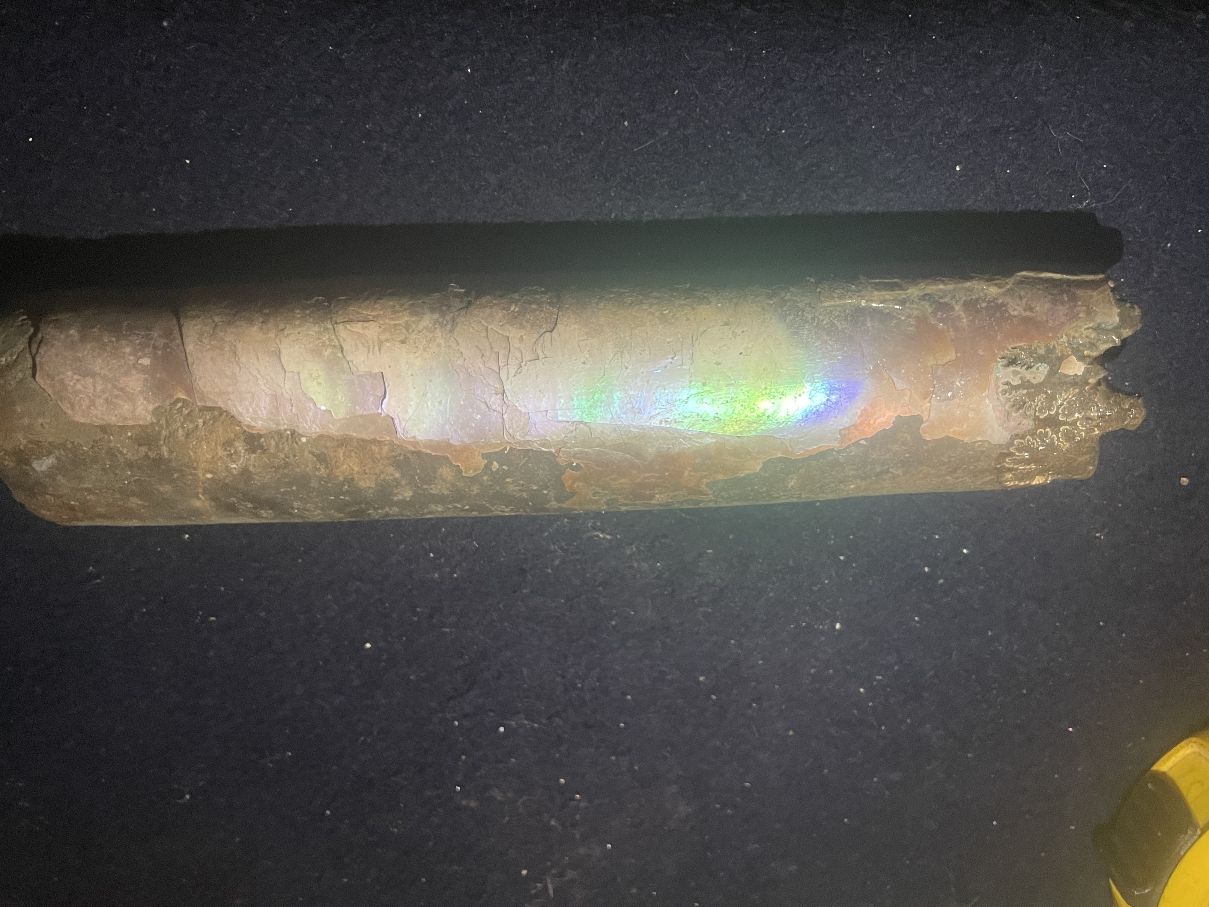 17D - Opalized Baculite