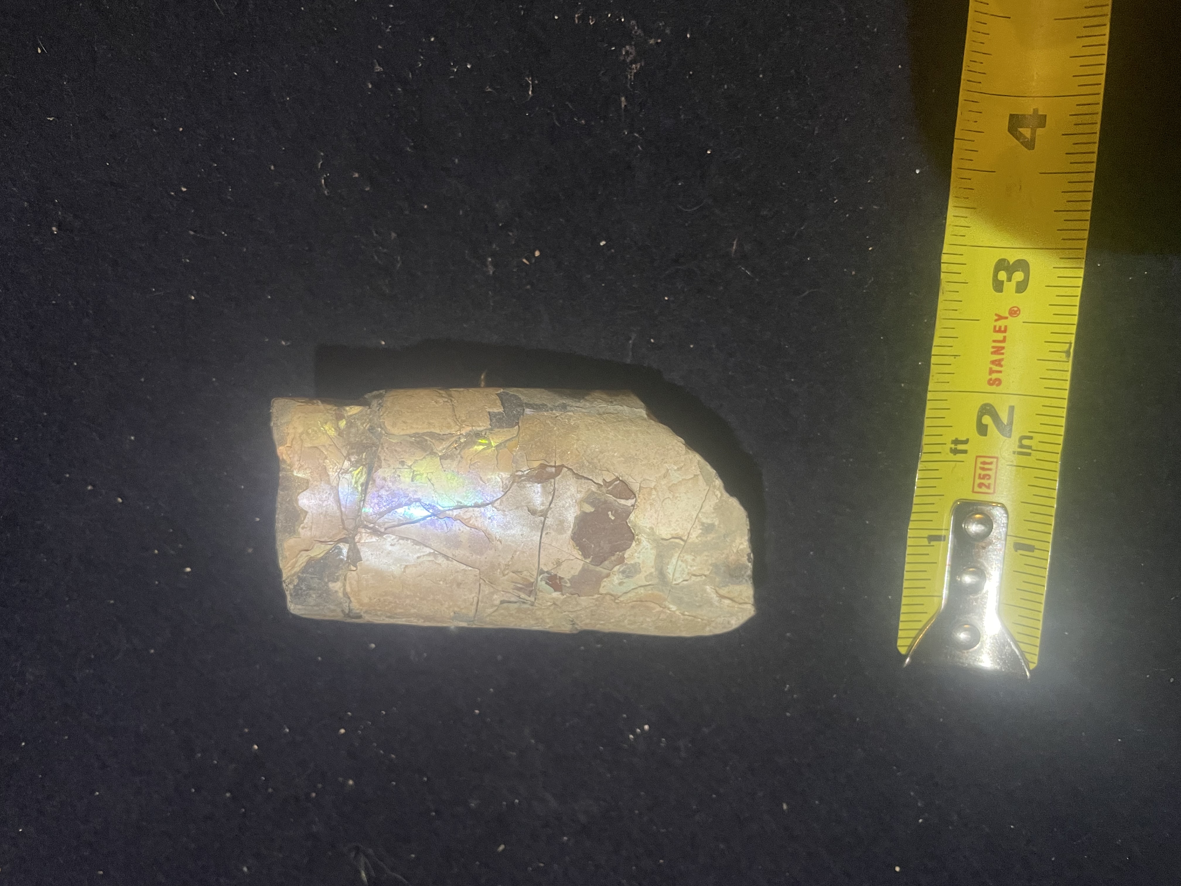 6D - Opalized Baculite 