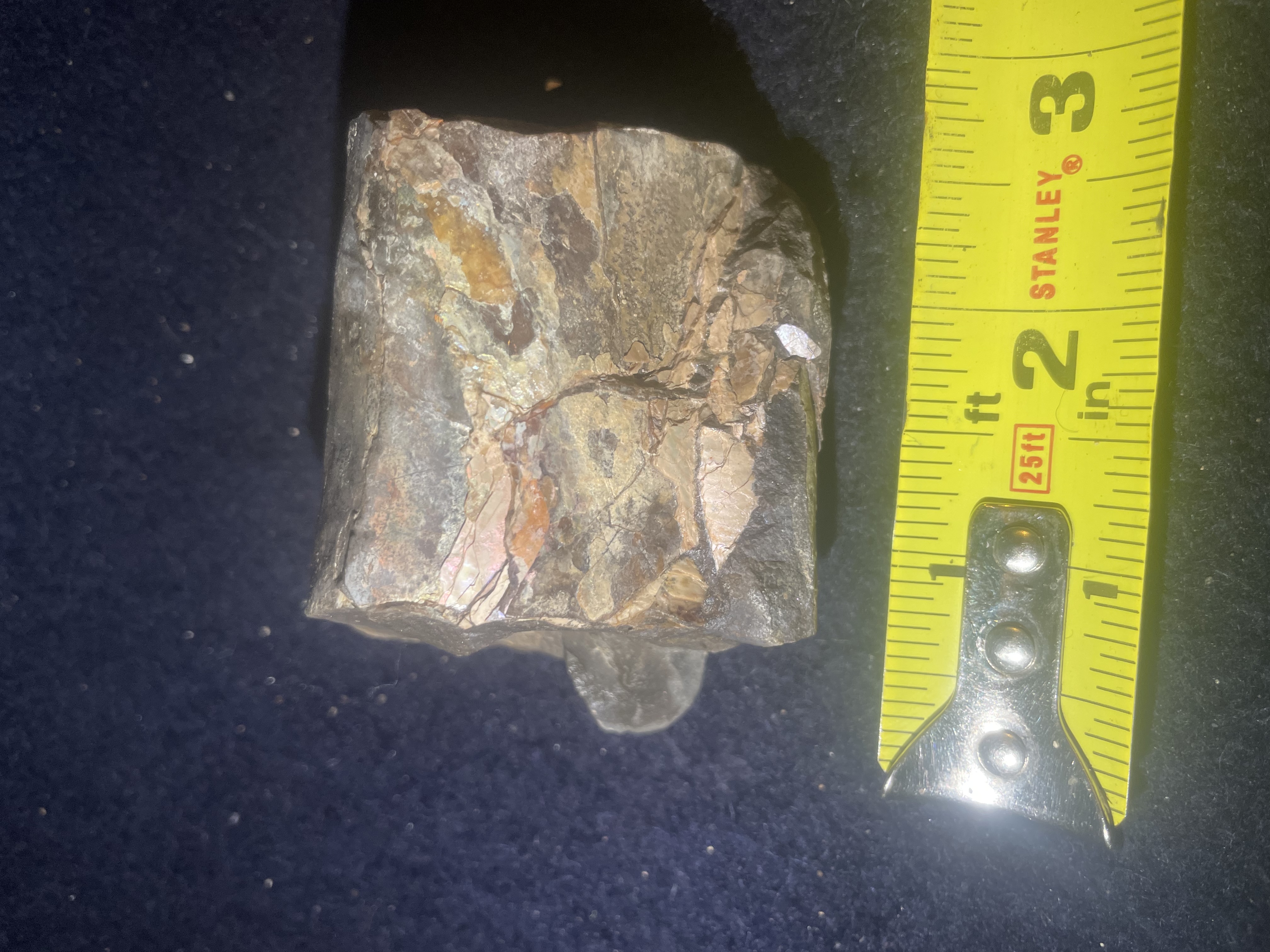 2D - Opalized Baculite 