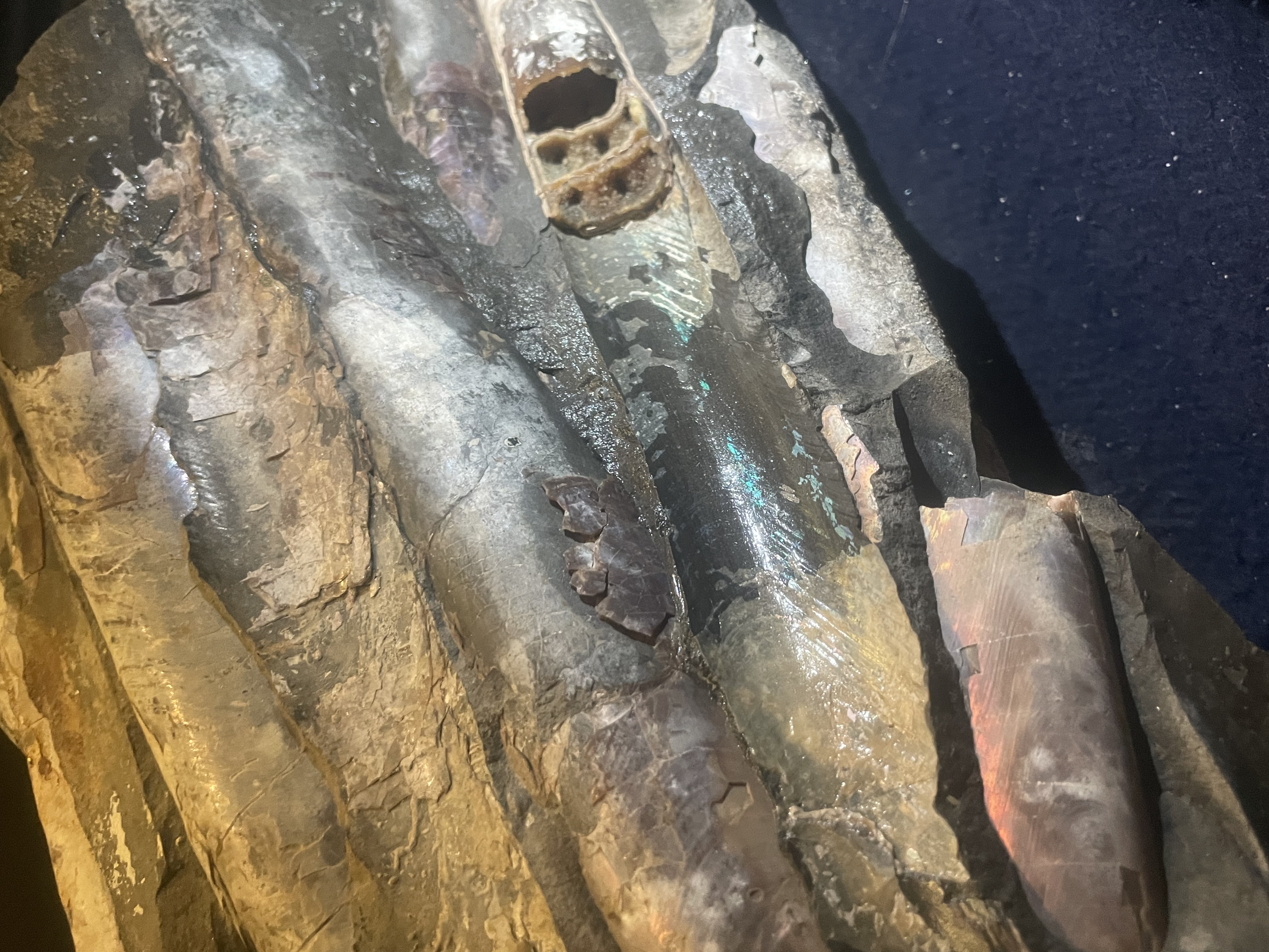 23D - Opalized Baculite 