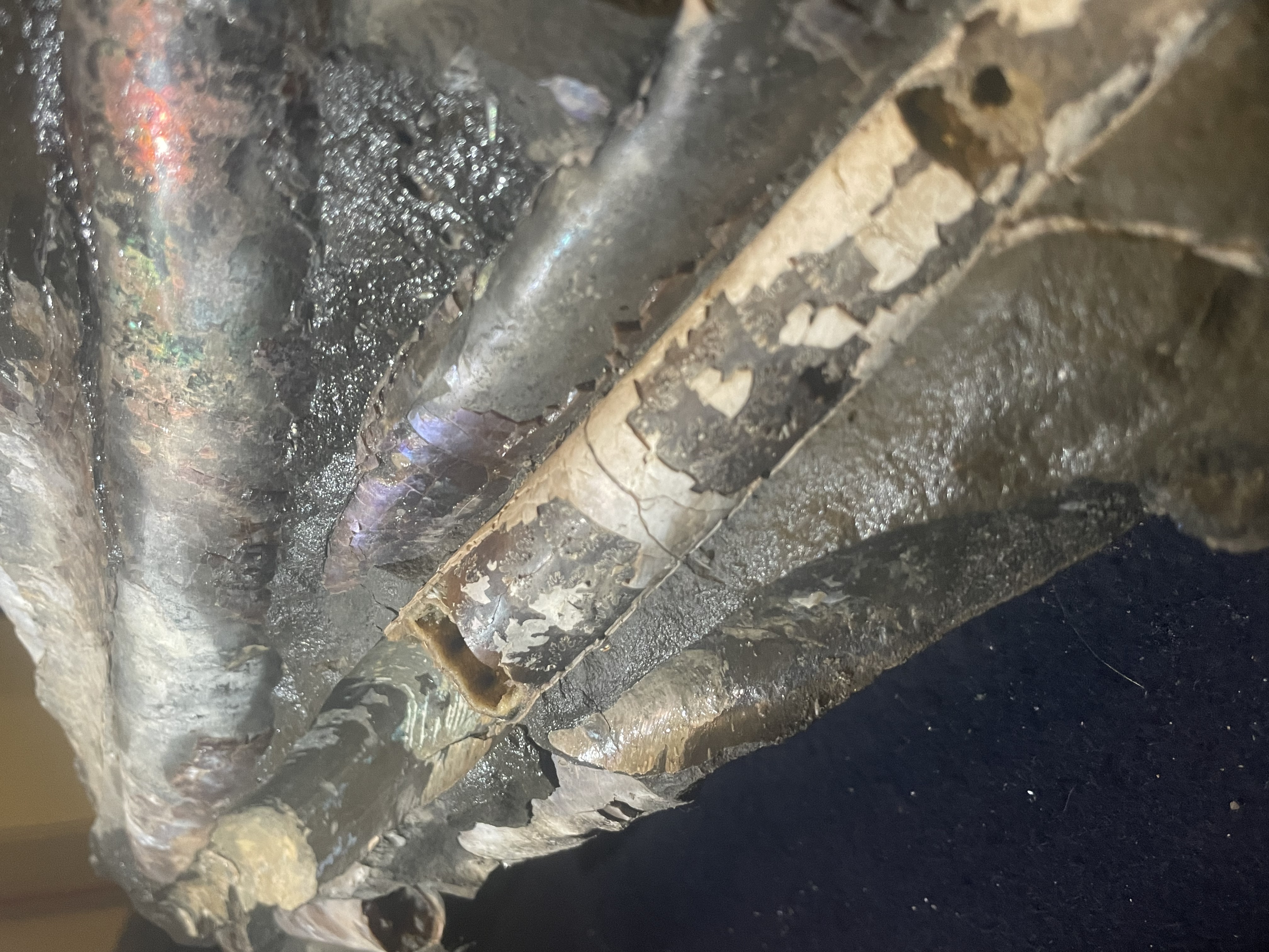 23D - Opalized Baculite 