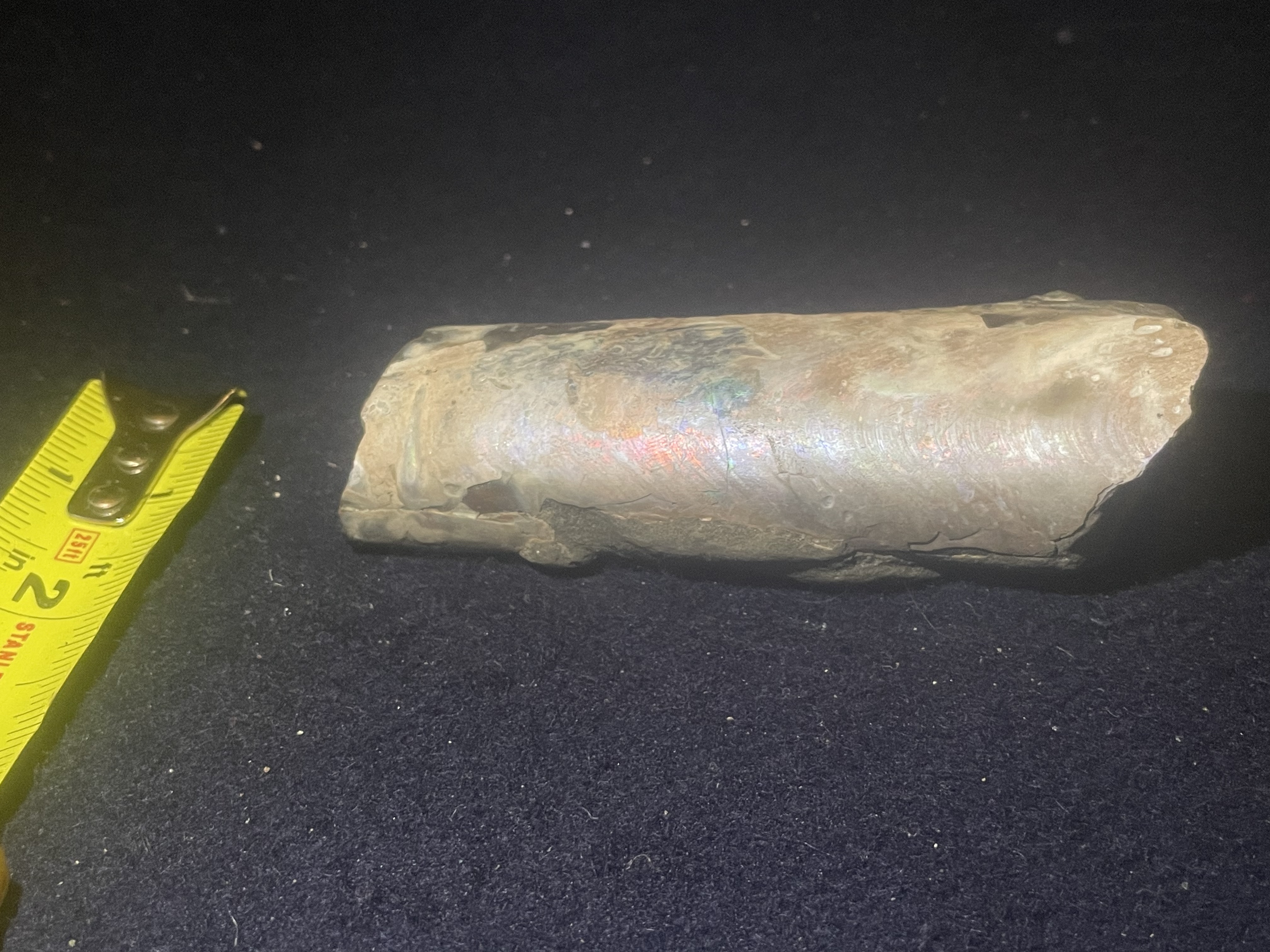 8D - Opalized Baculite 