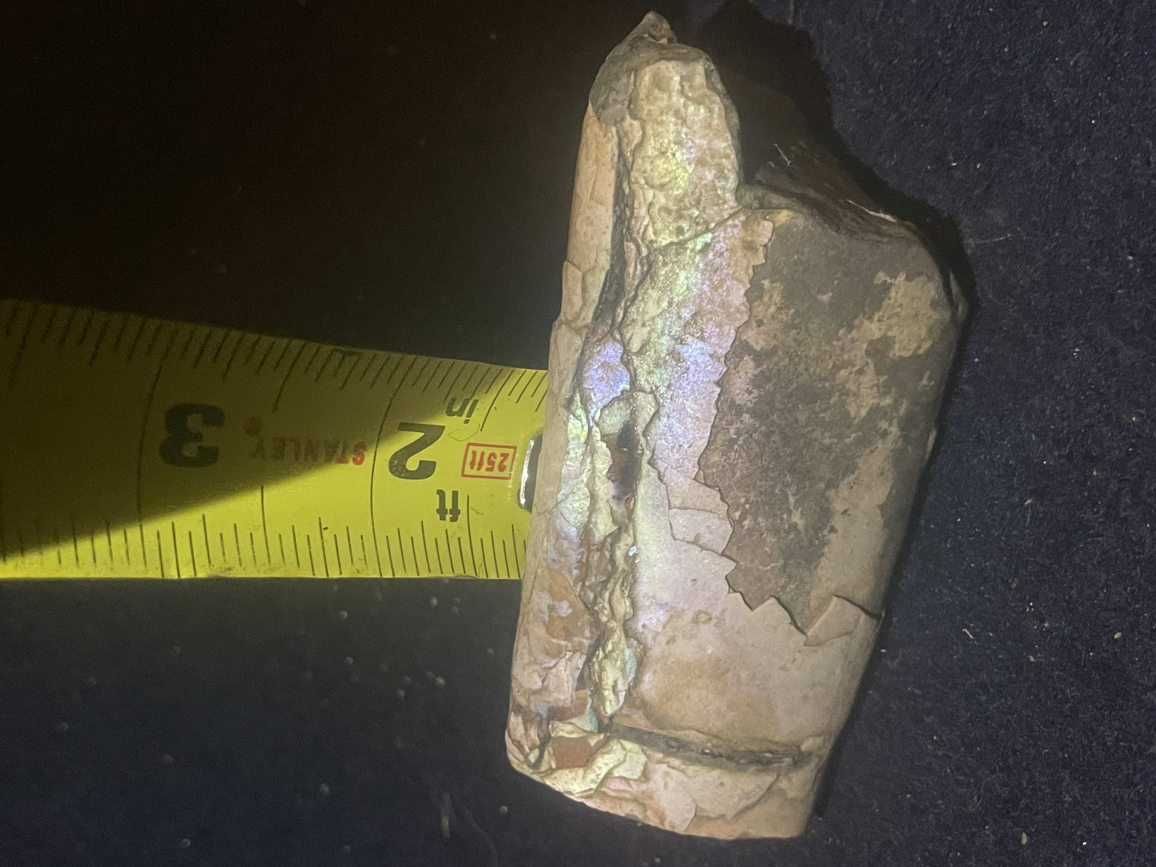 6D - Opalized Baculite 