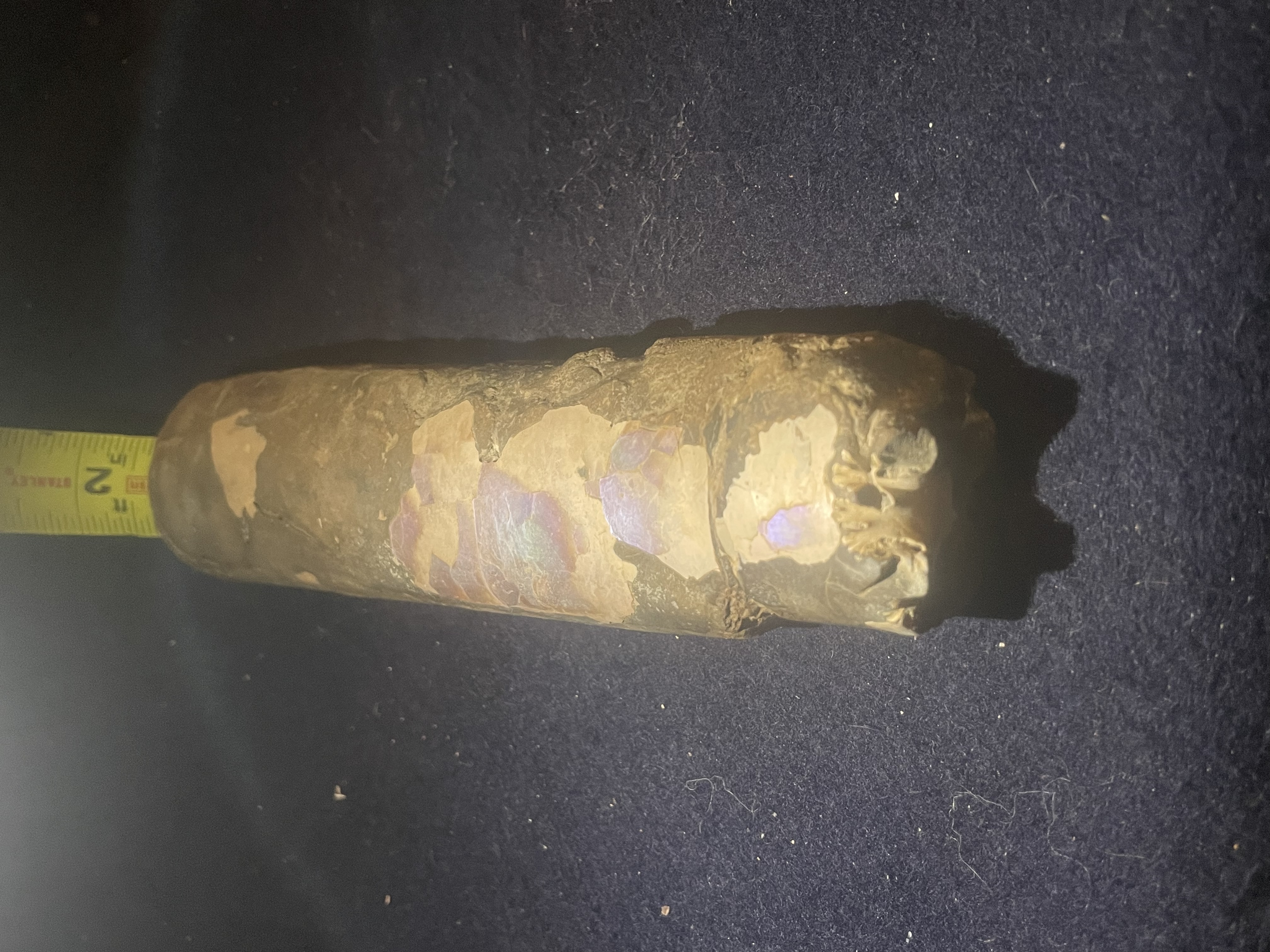 16D - Opalized Baculite 