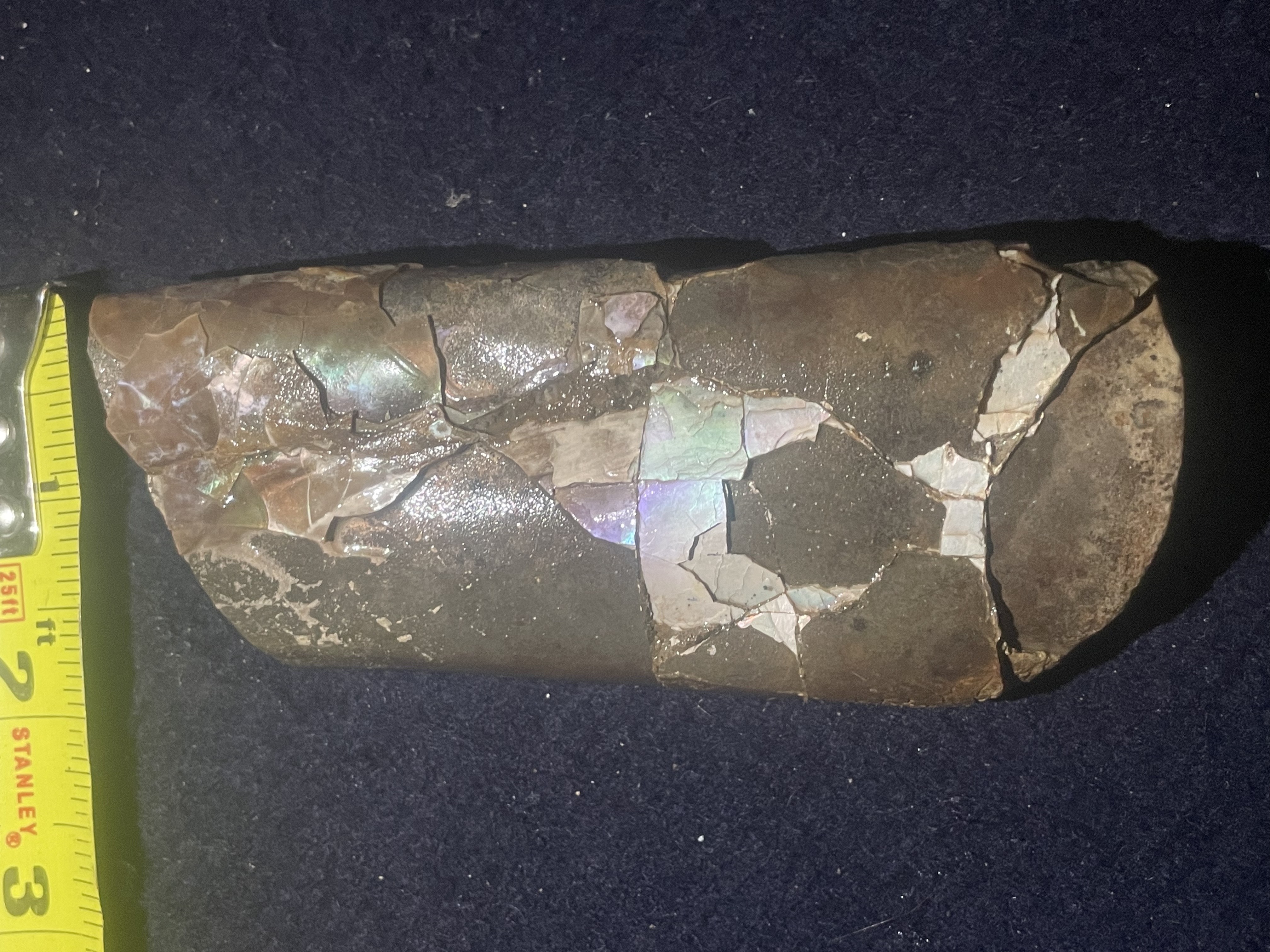 11D - Opalized Baculite 