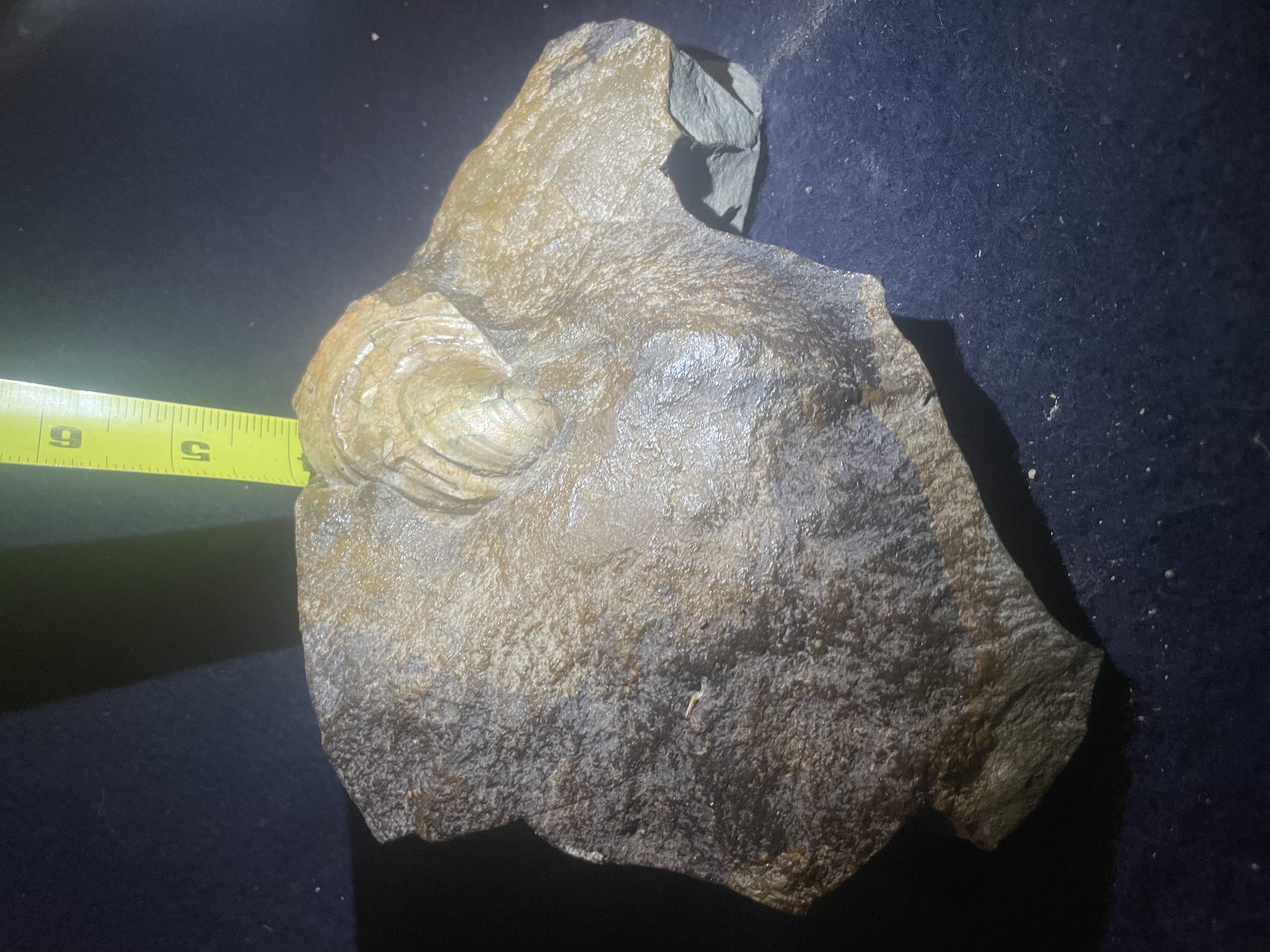 21D - Opalized Prehistoric Shell in Concretion 