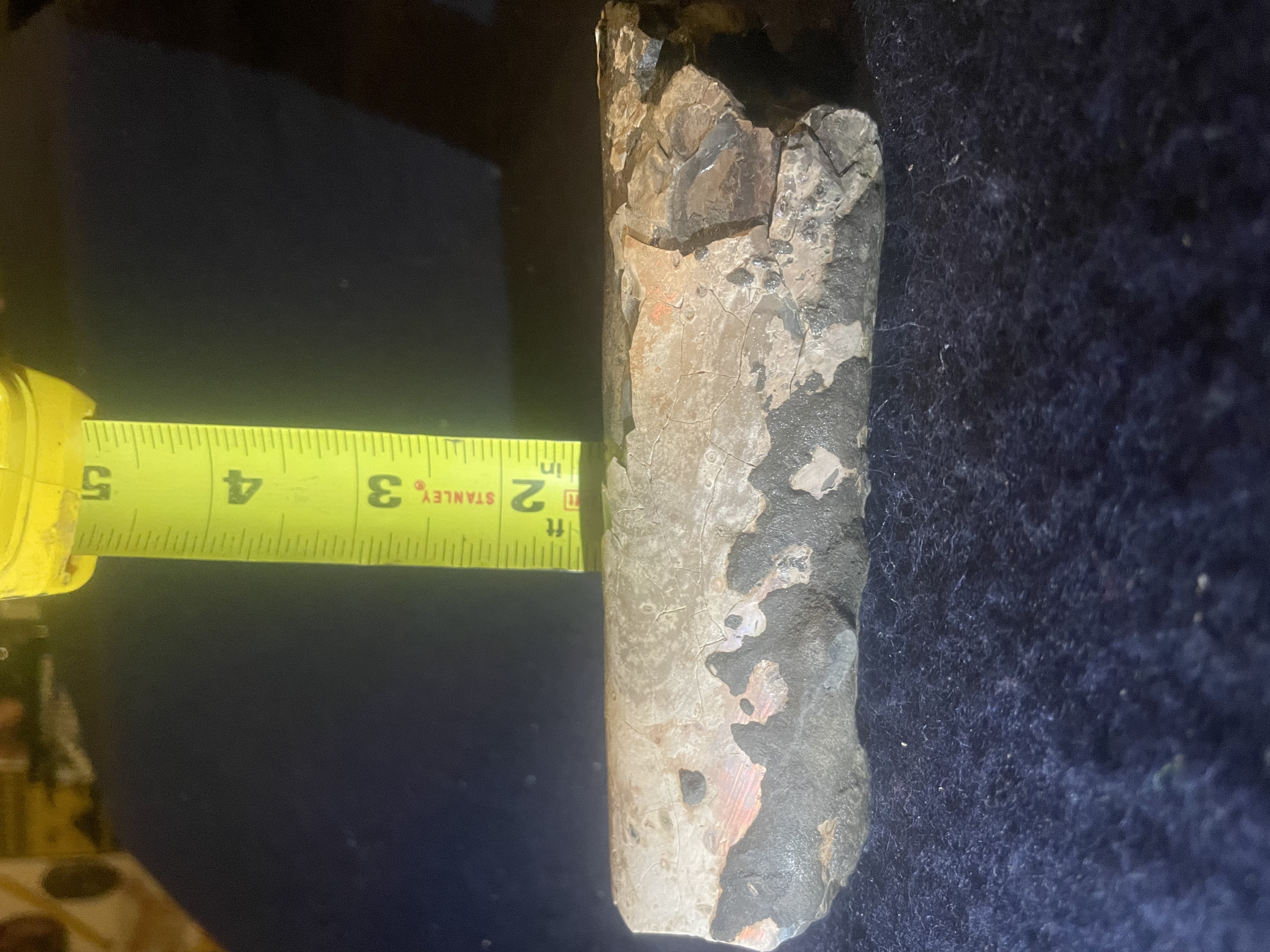 15D - Opalized Baculite 