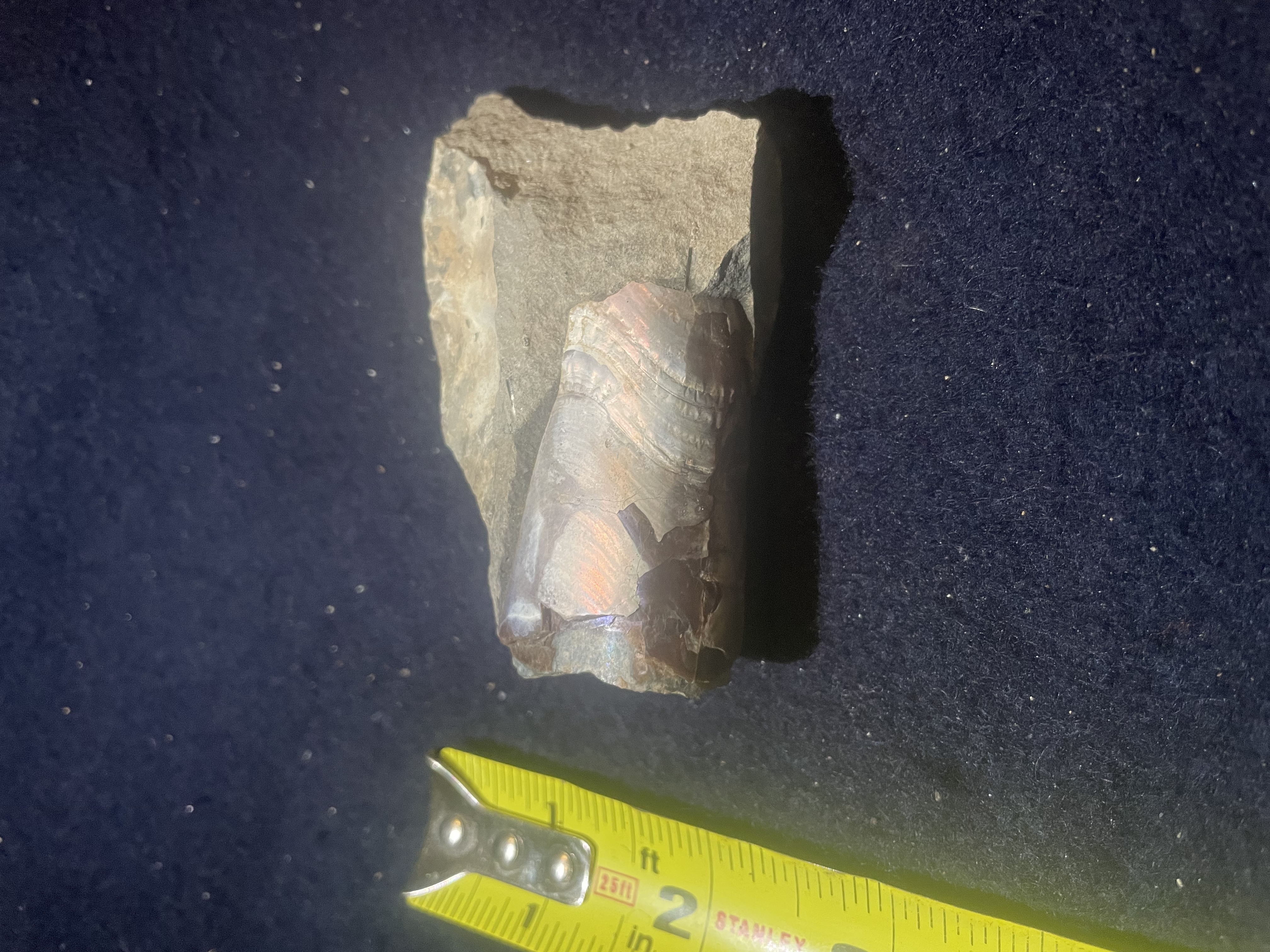 1D - Opalized Baculite 