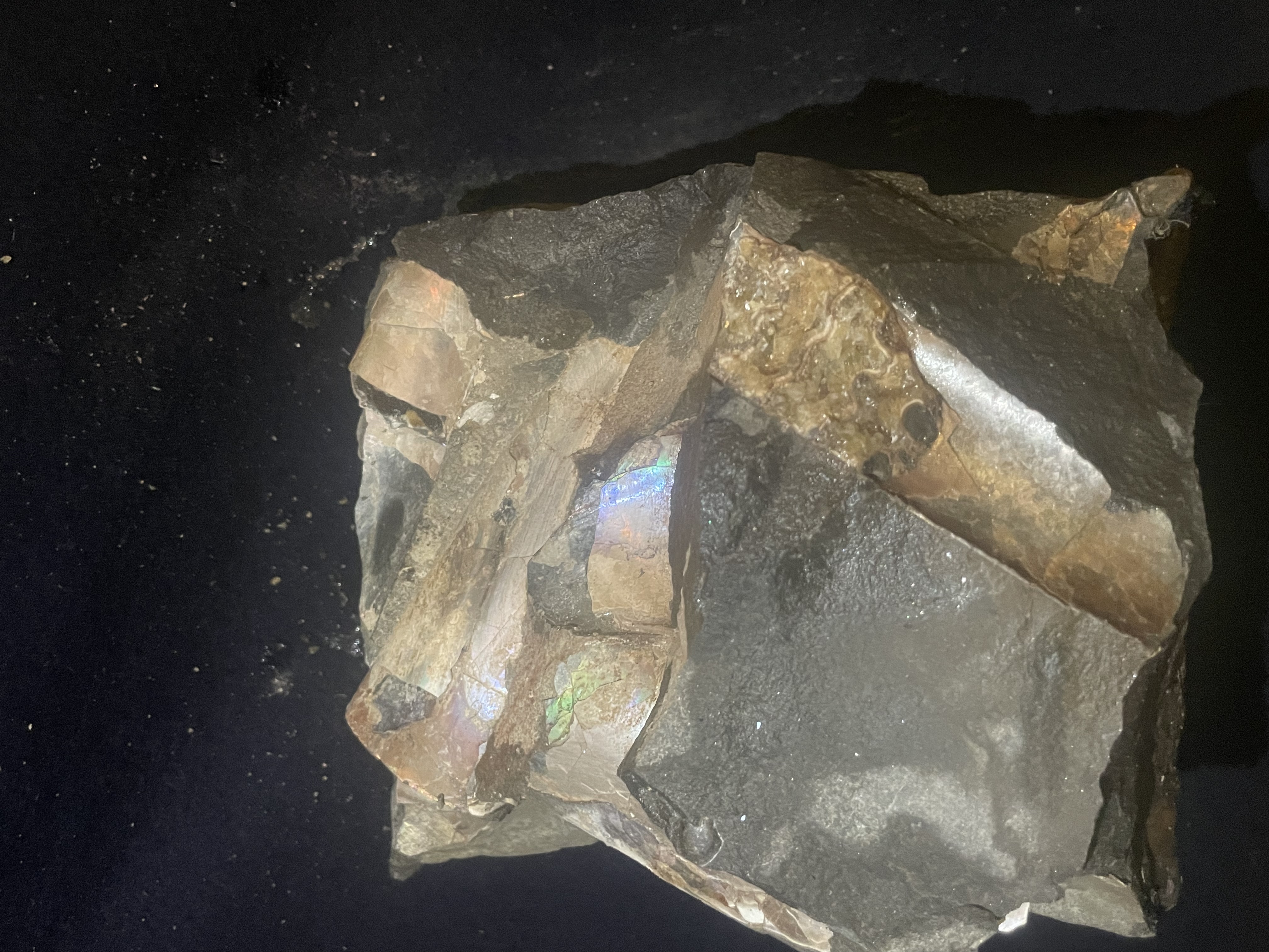 20D - Opalized Baculite