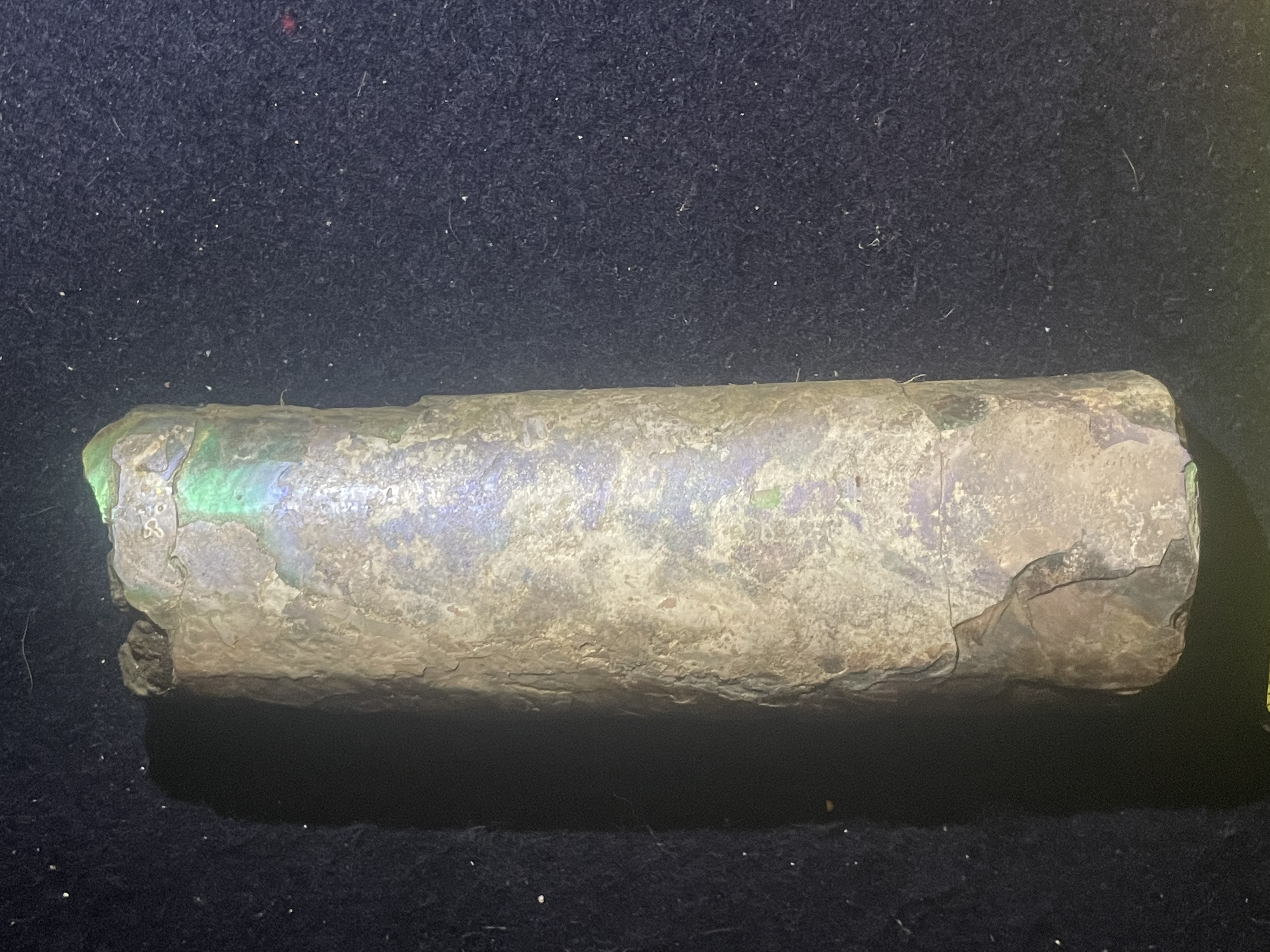 14D - Opalized Baculite 