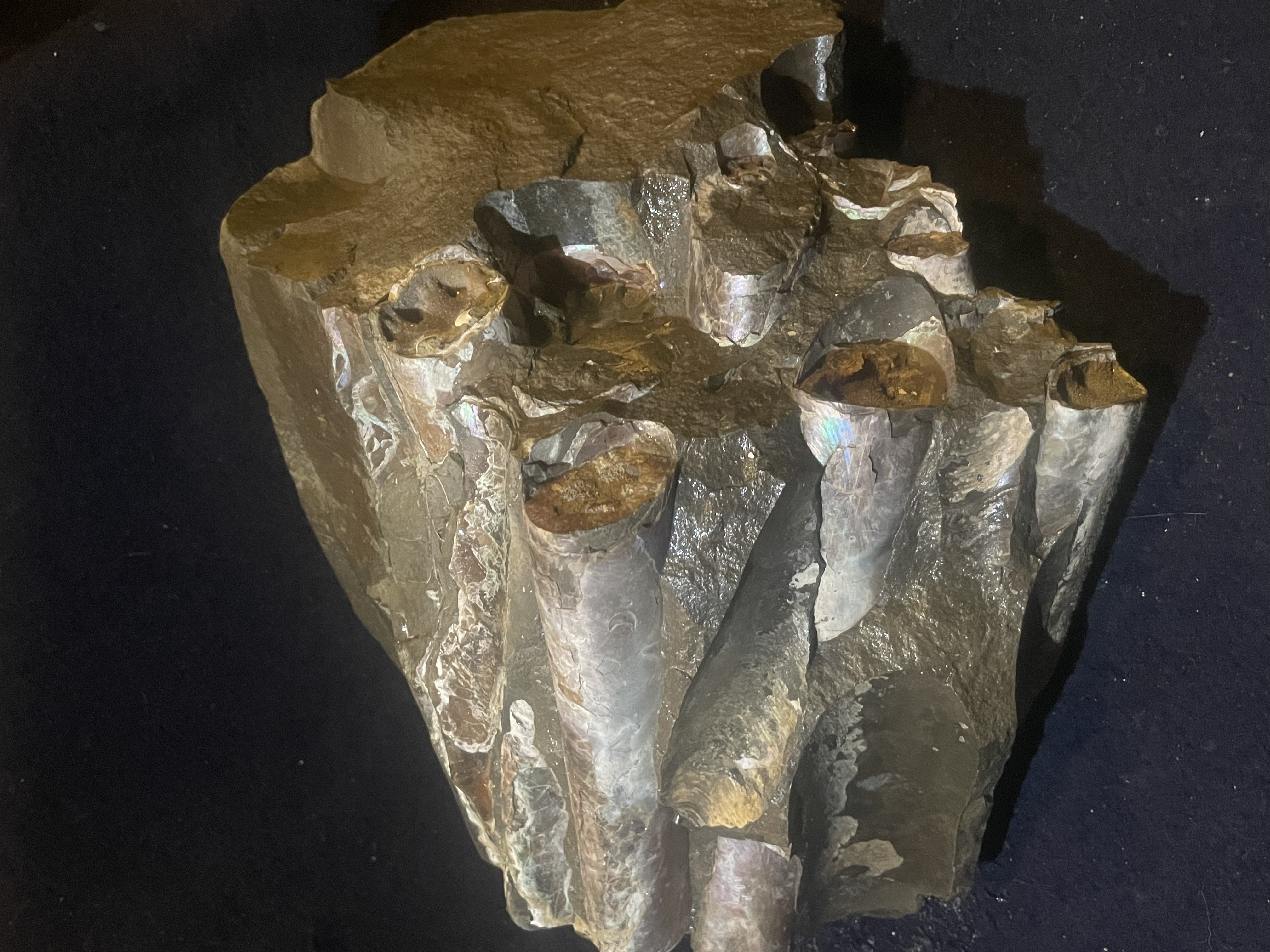 22D - Opalized Baculite 