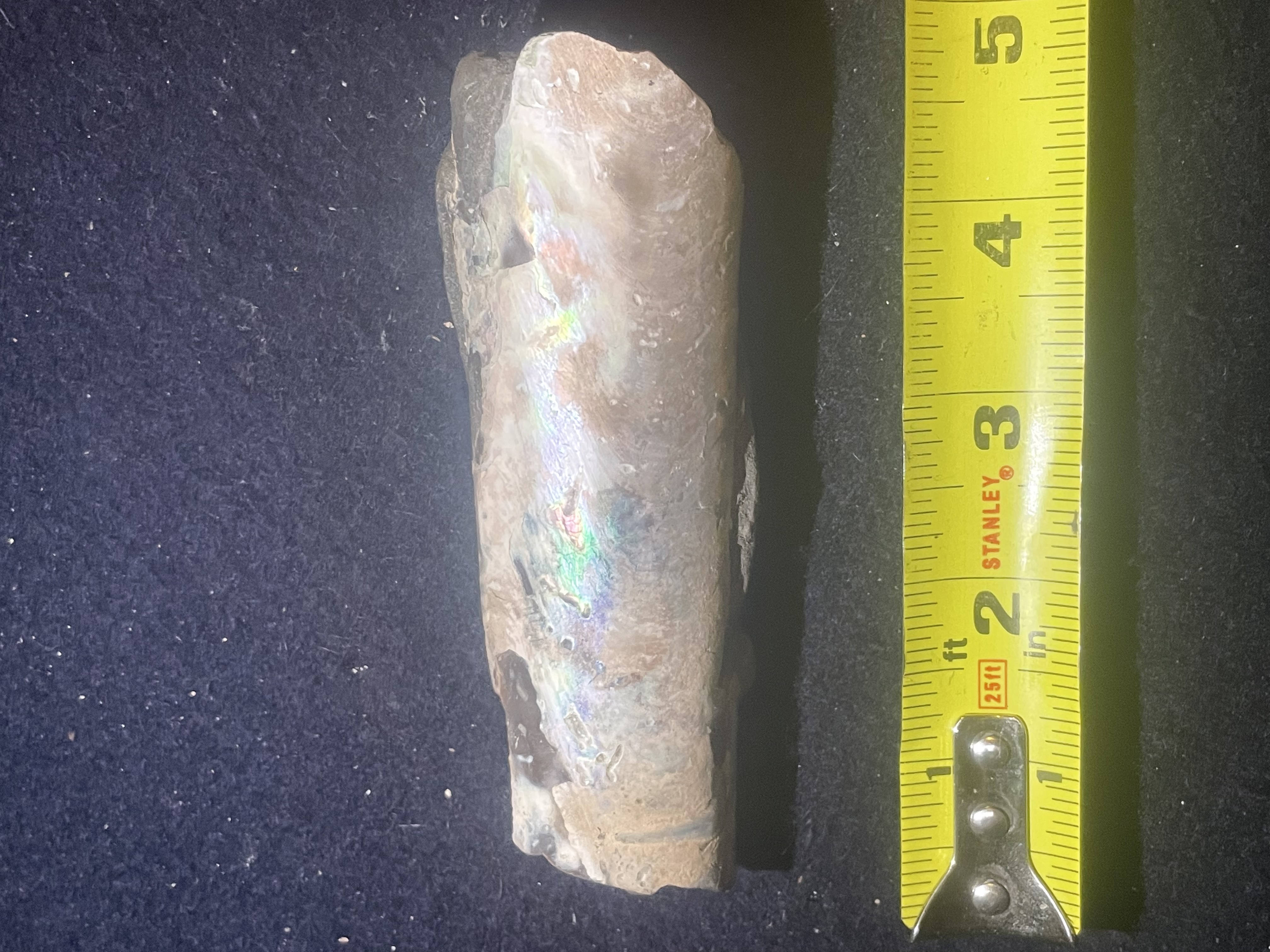 8D - Opalized Baculite 