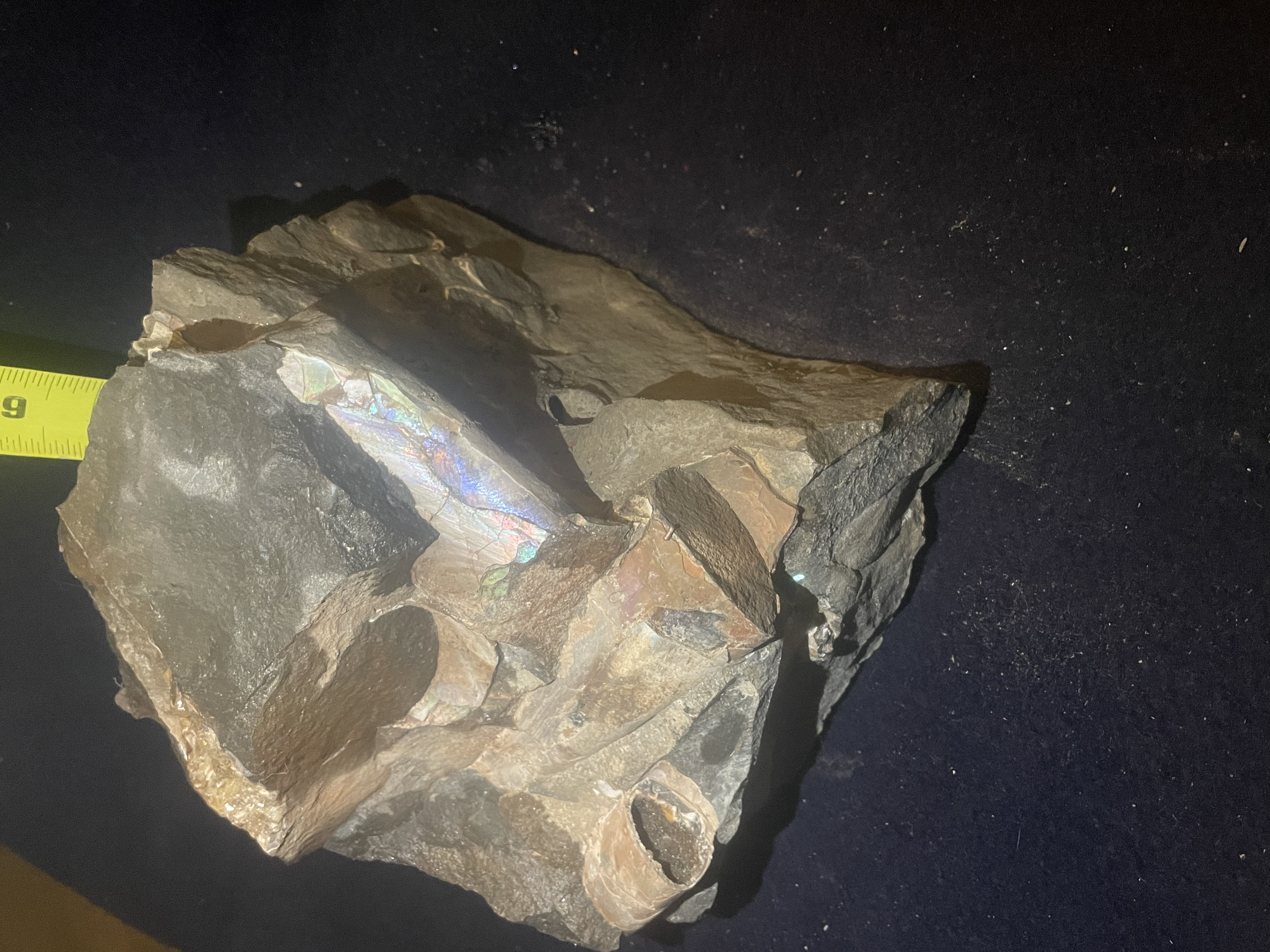 20D - Opalized Baculite 