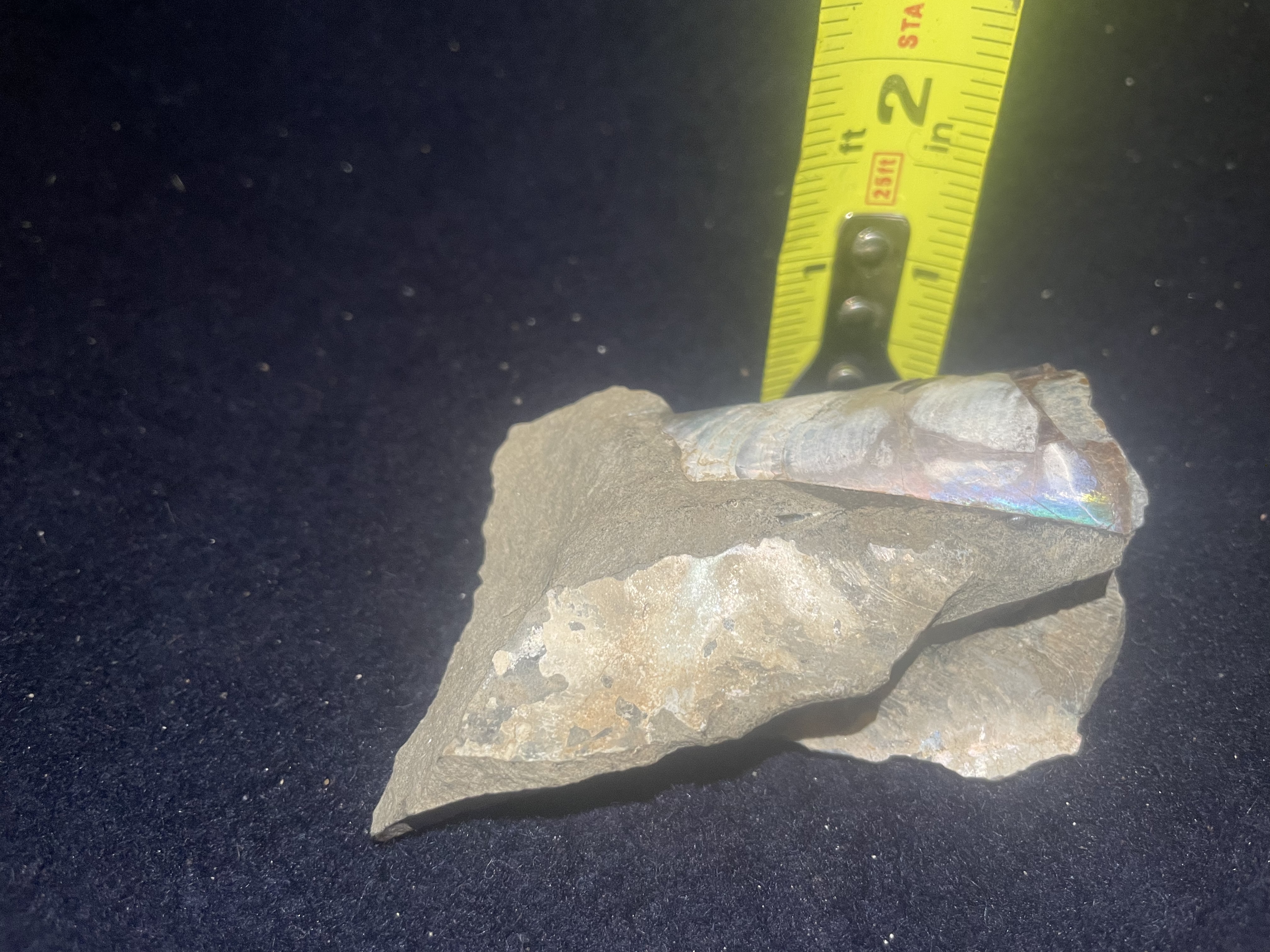 1D - Opalized Baculite