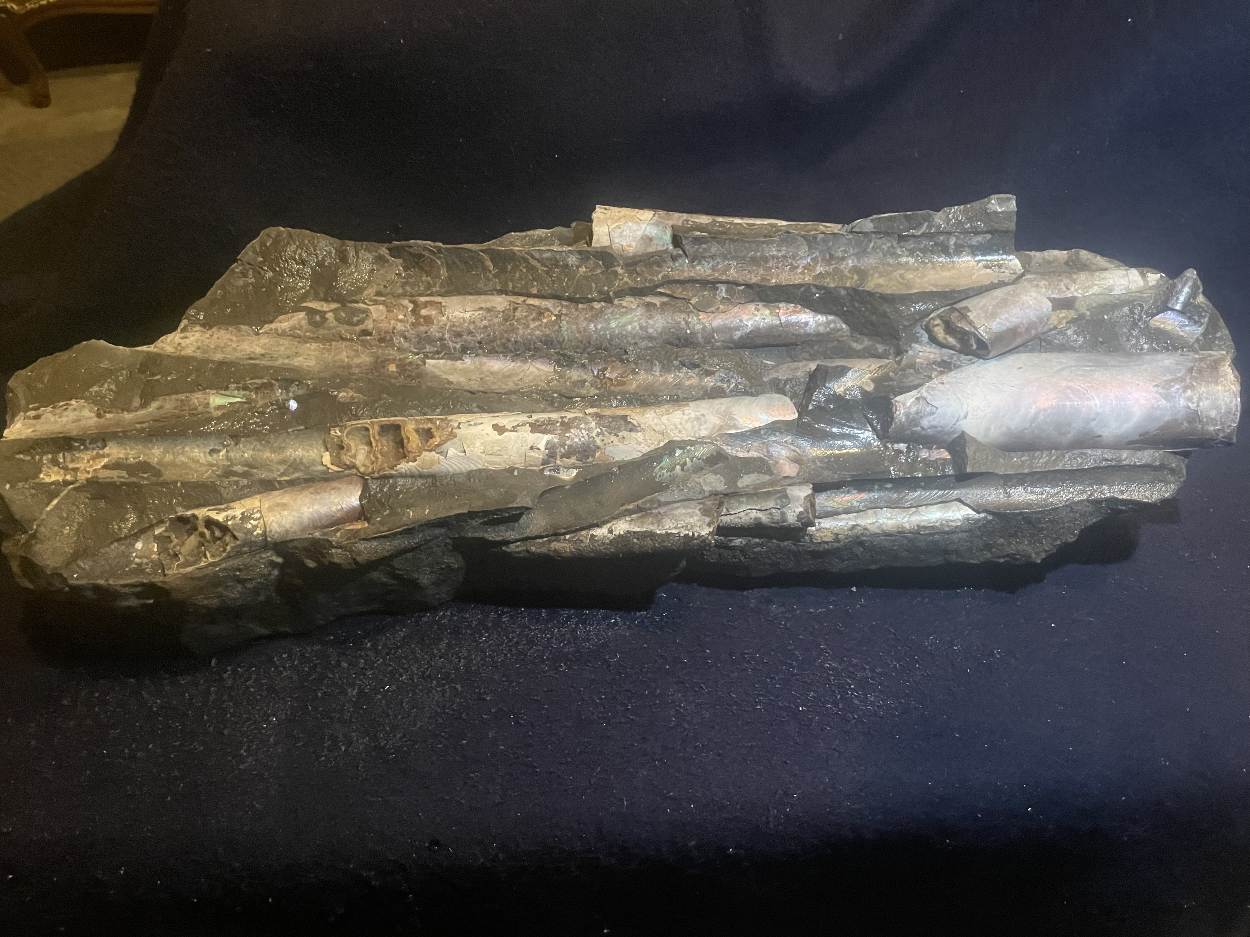 24D - Opalized Baculite 