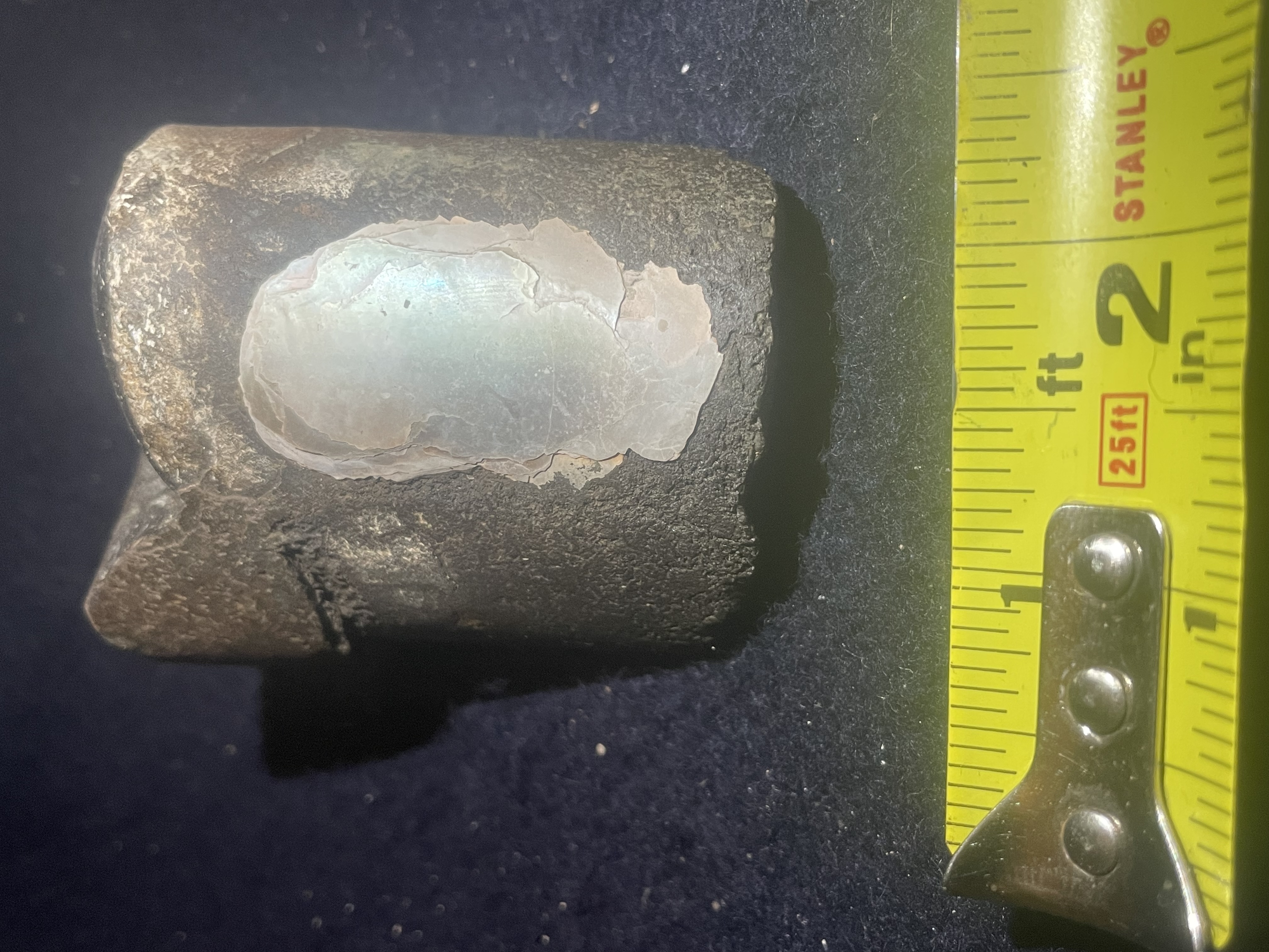 5D - Opalized Baculite 