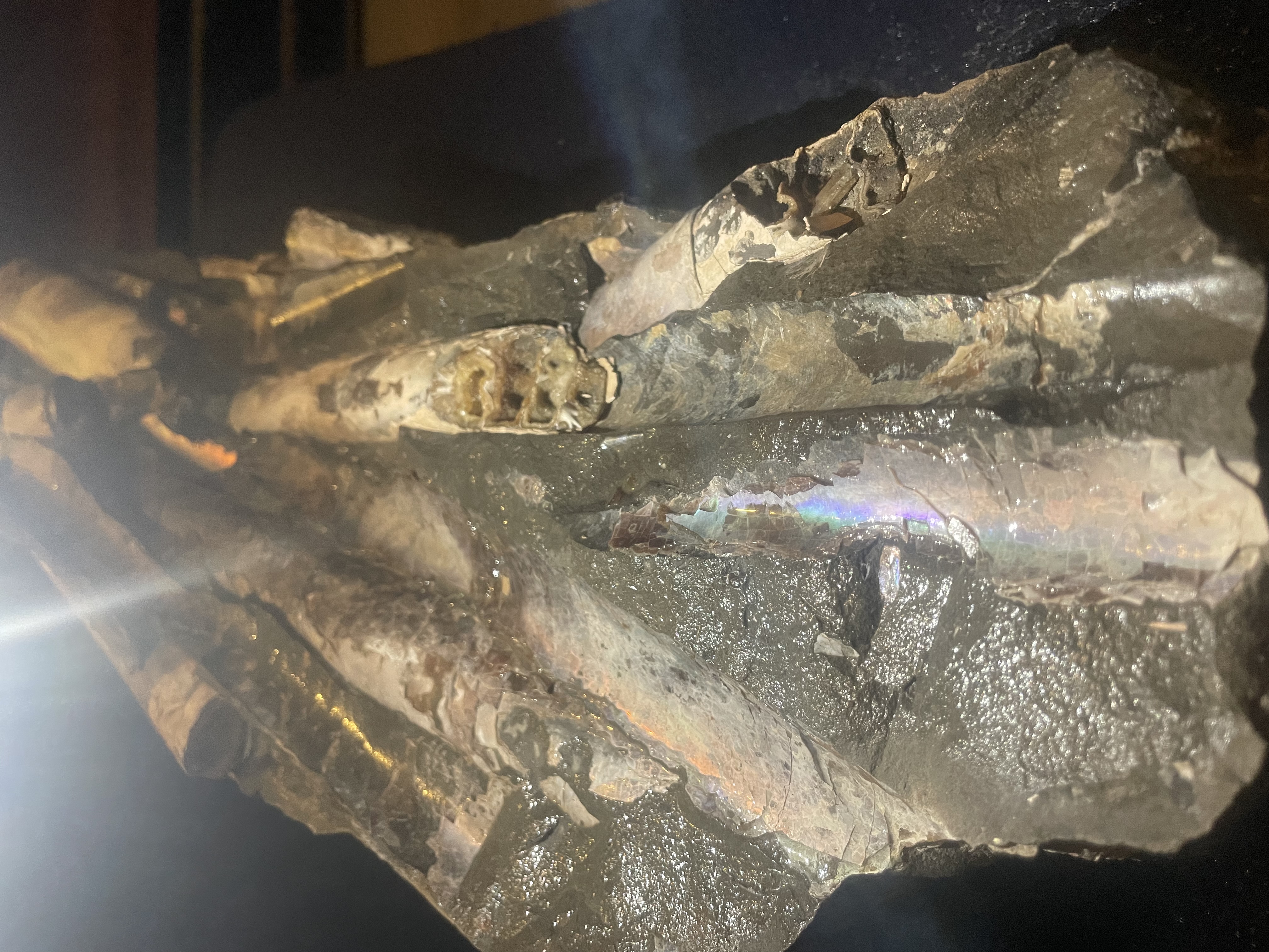 24D - Opalized Baculite 