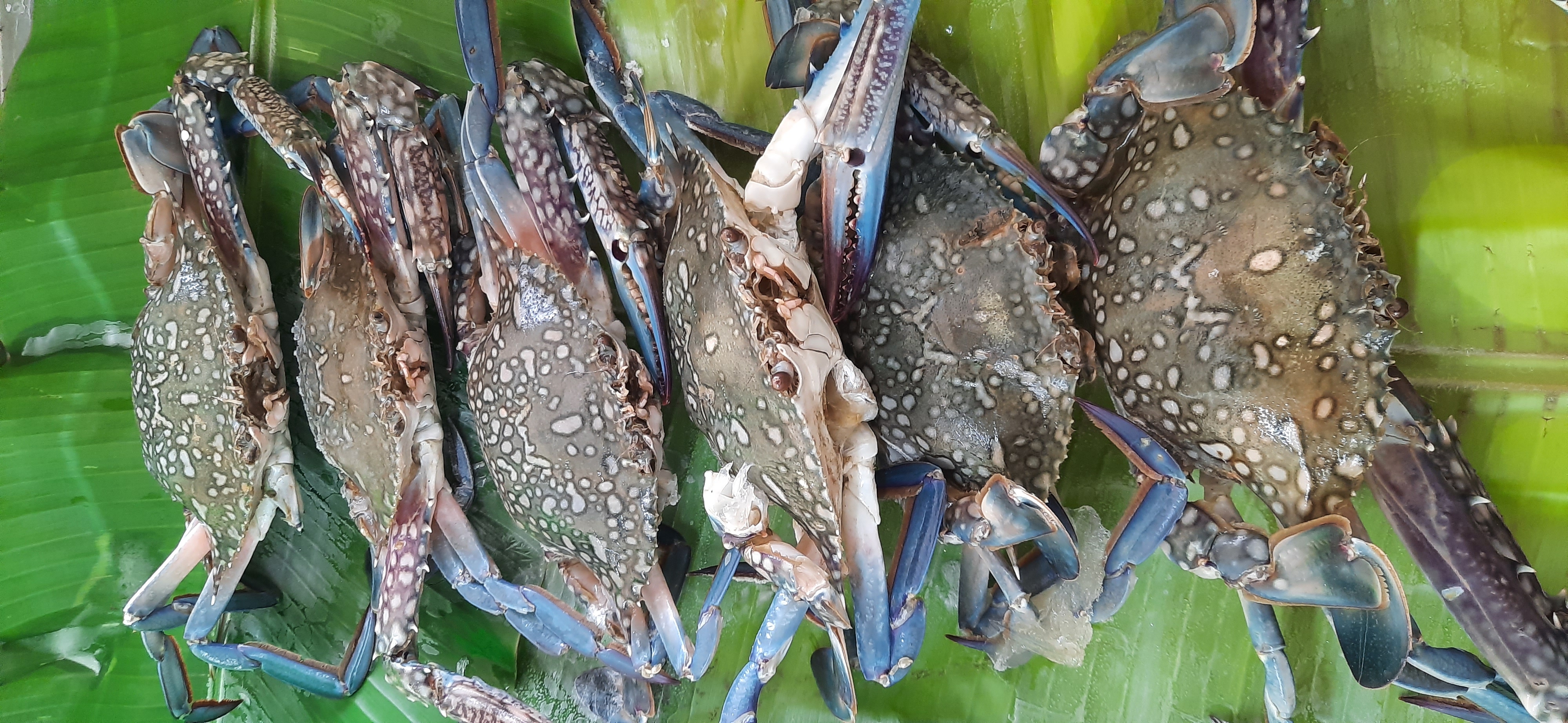 Fresh Blue Crabs