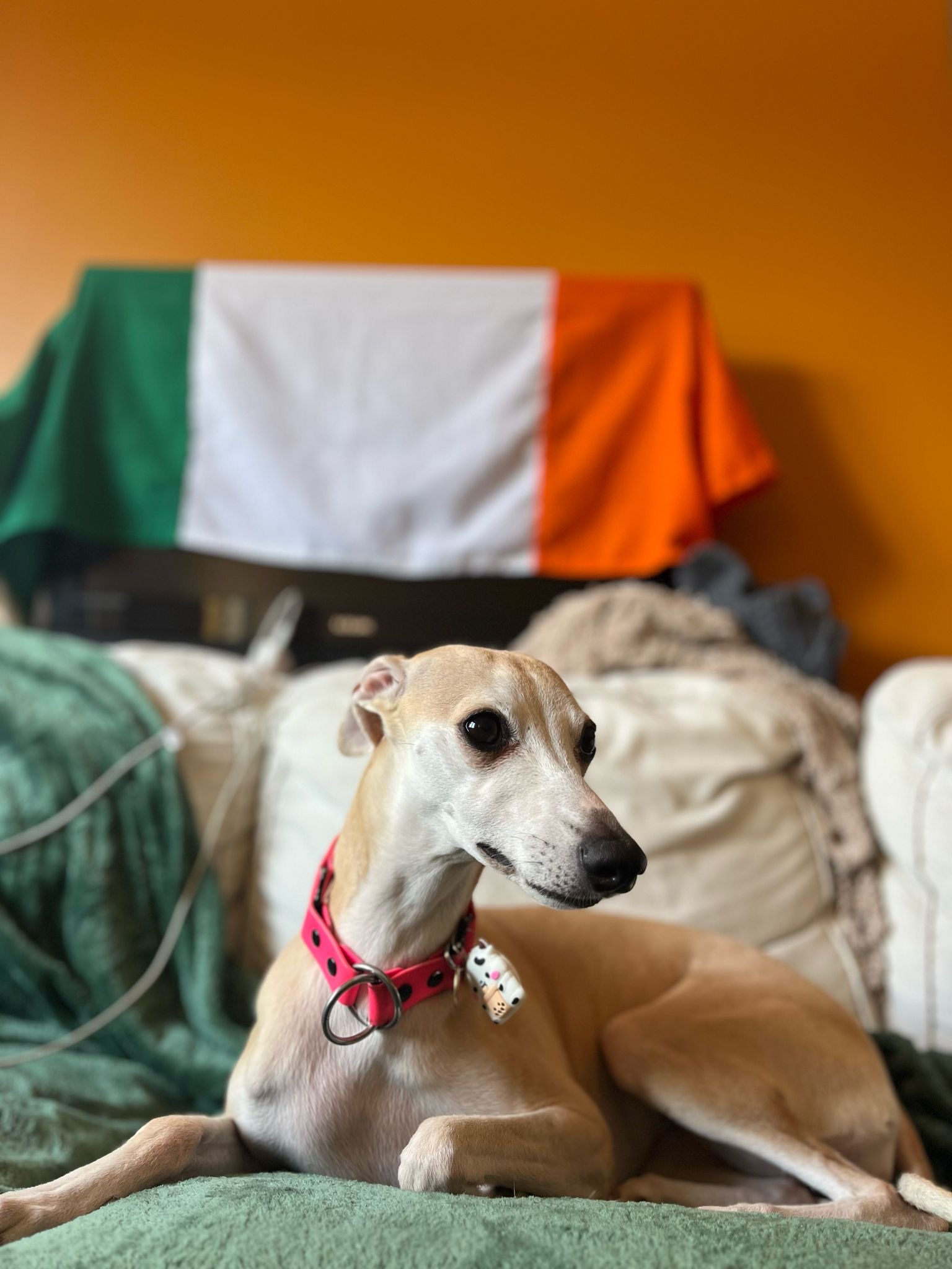 Whippet Dog with Red Collar