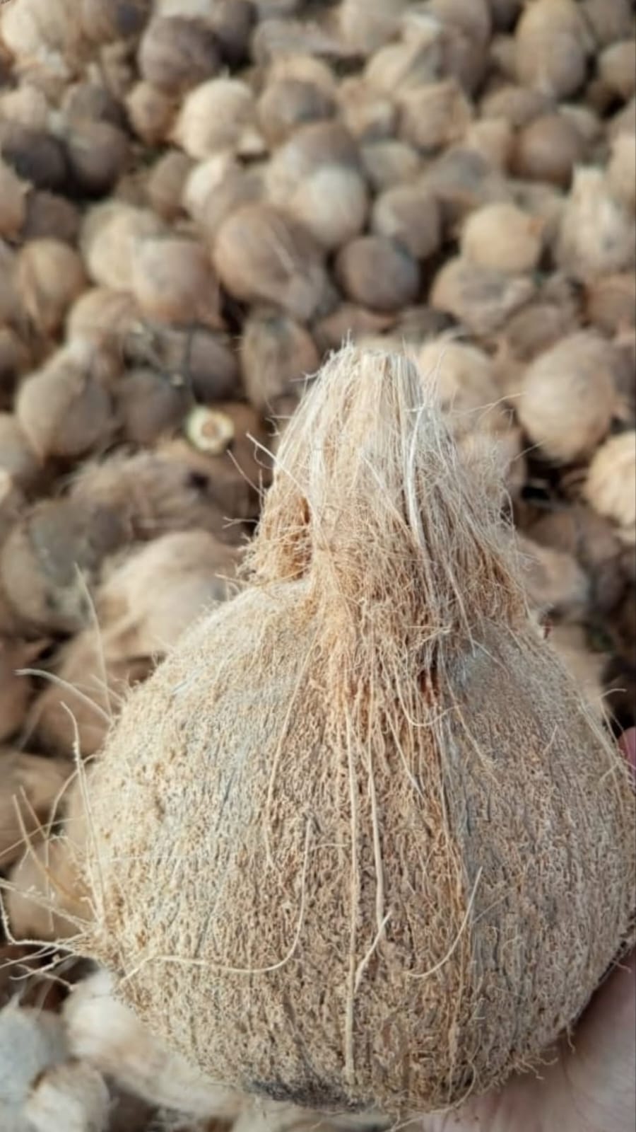 Semi Husked Coconut