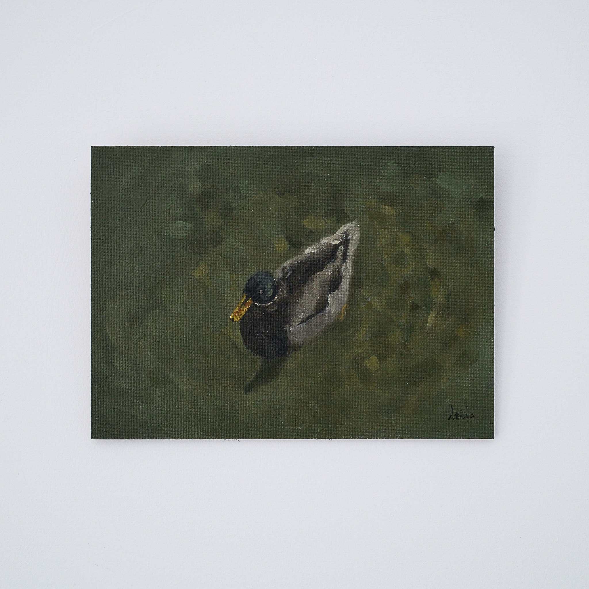 Mallard