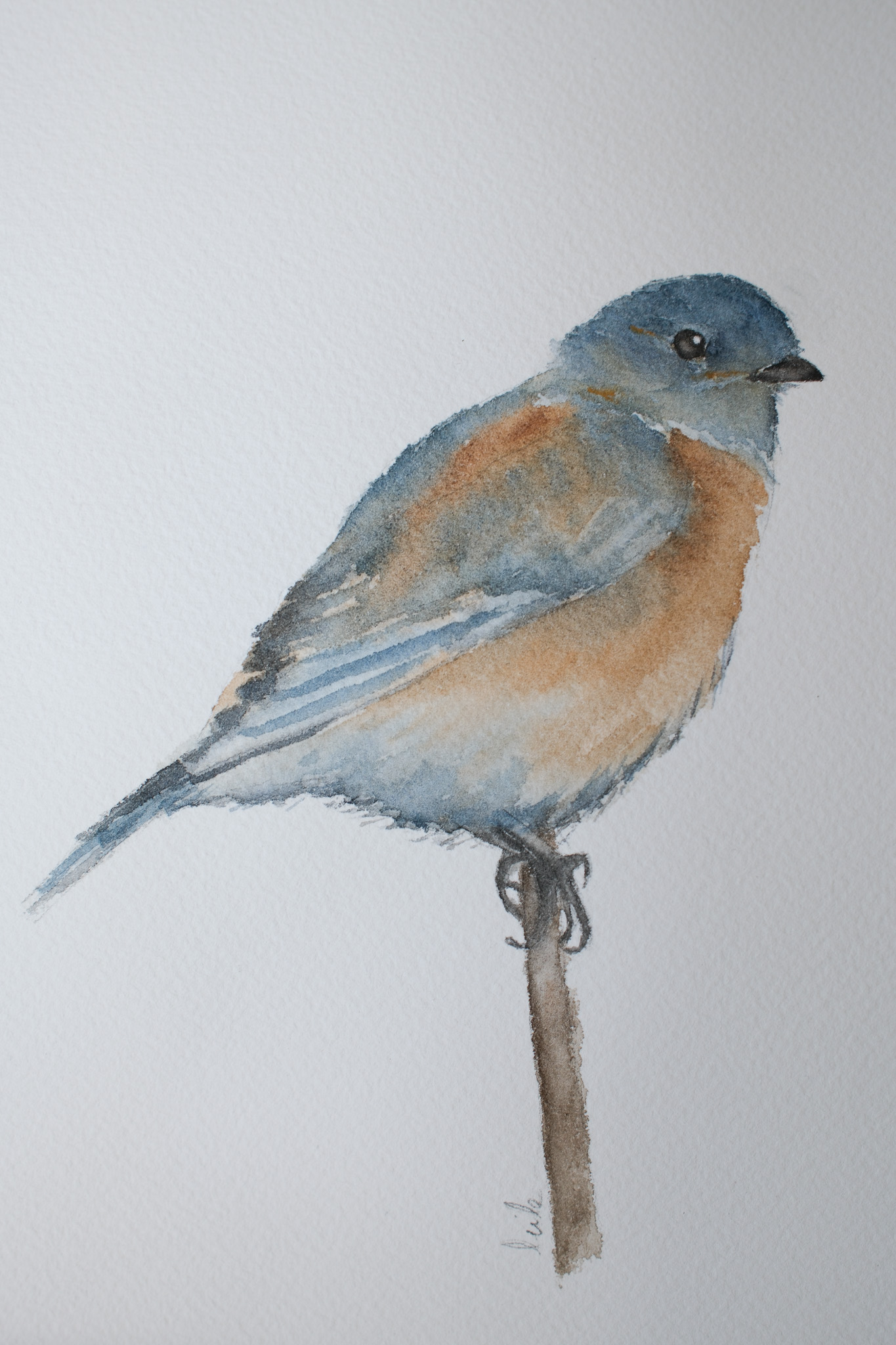 Eastern Bluebird 