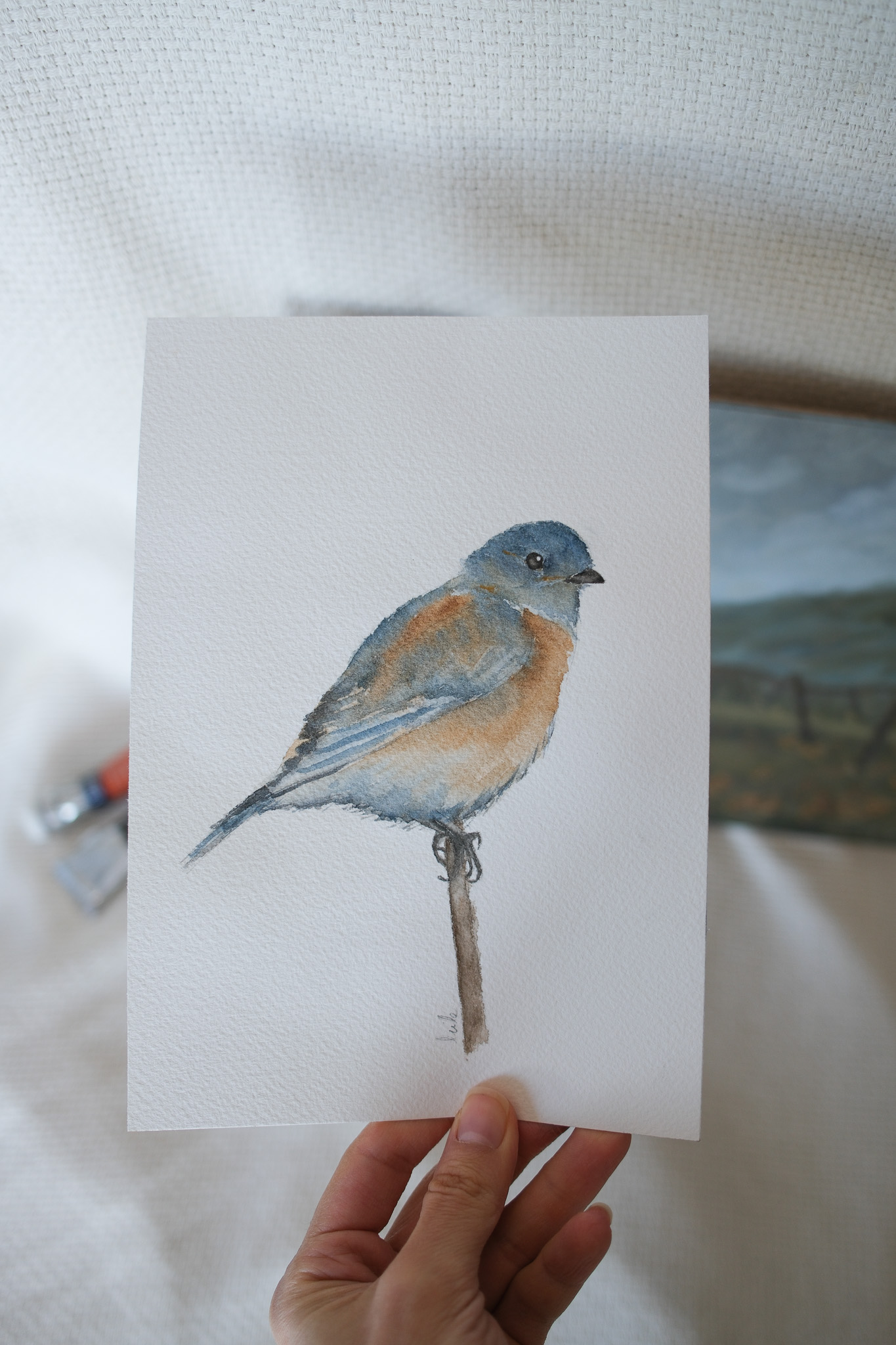 Eastern Bluebird