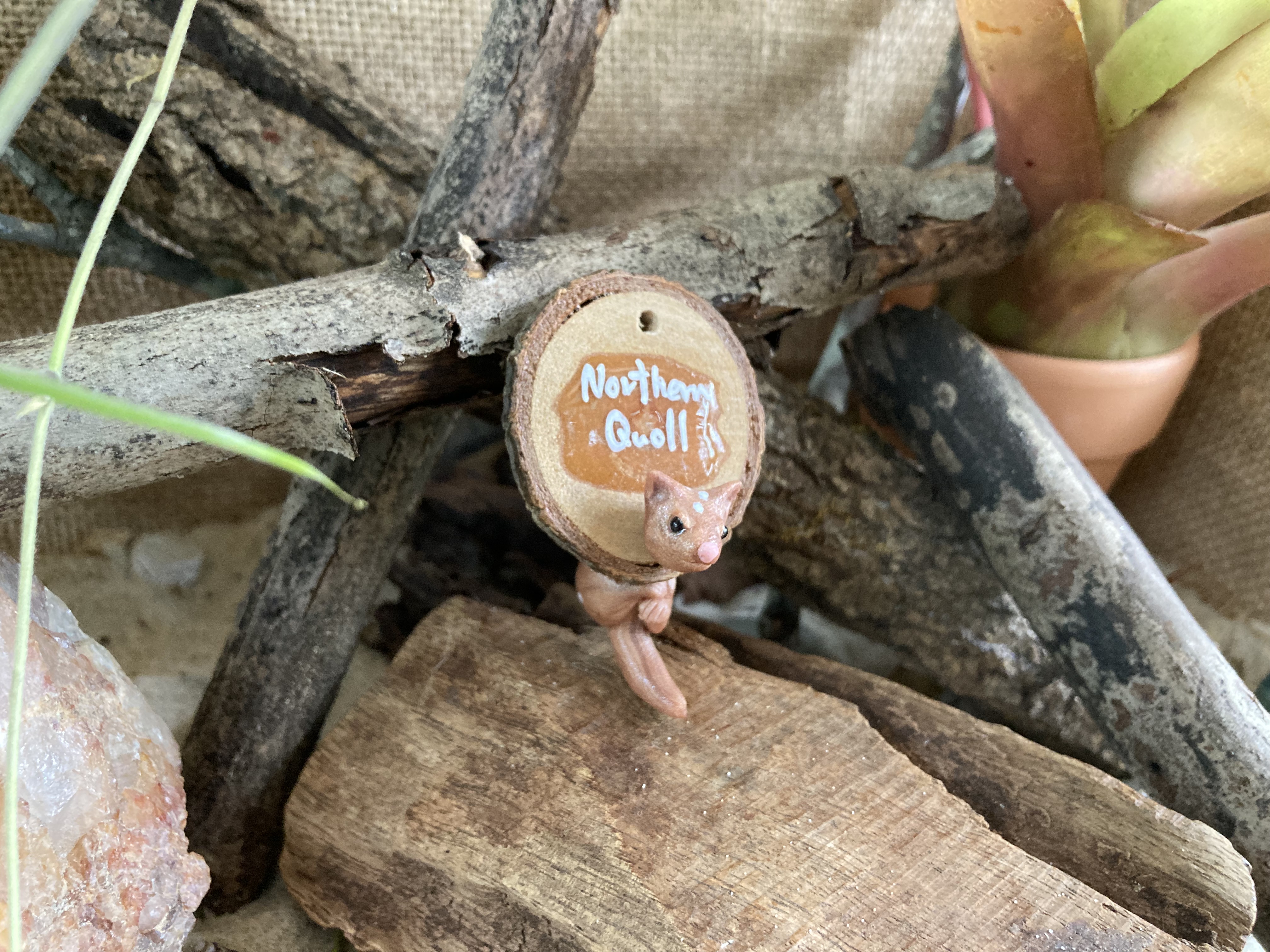 Northern Quoll Head Stud and Body Catch