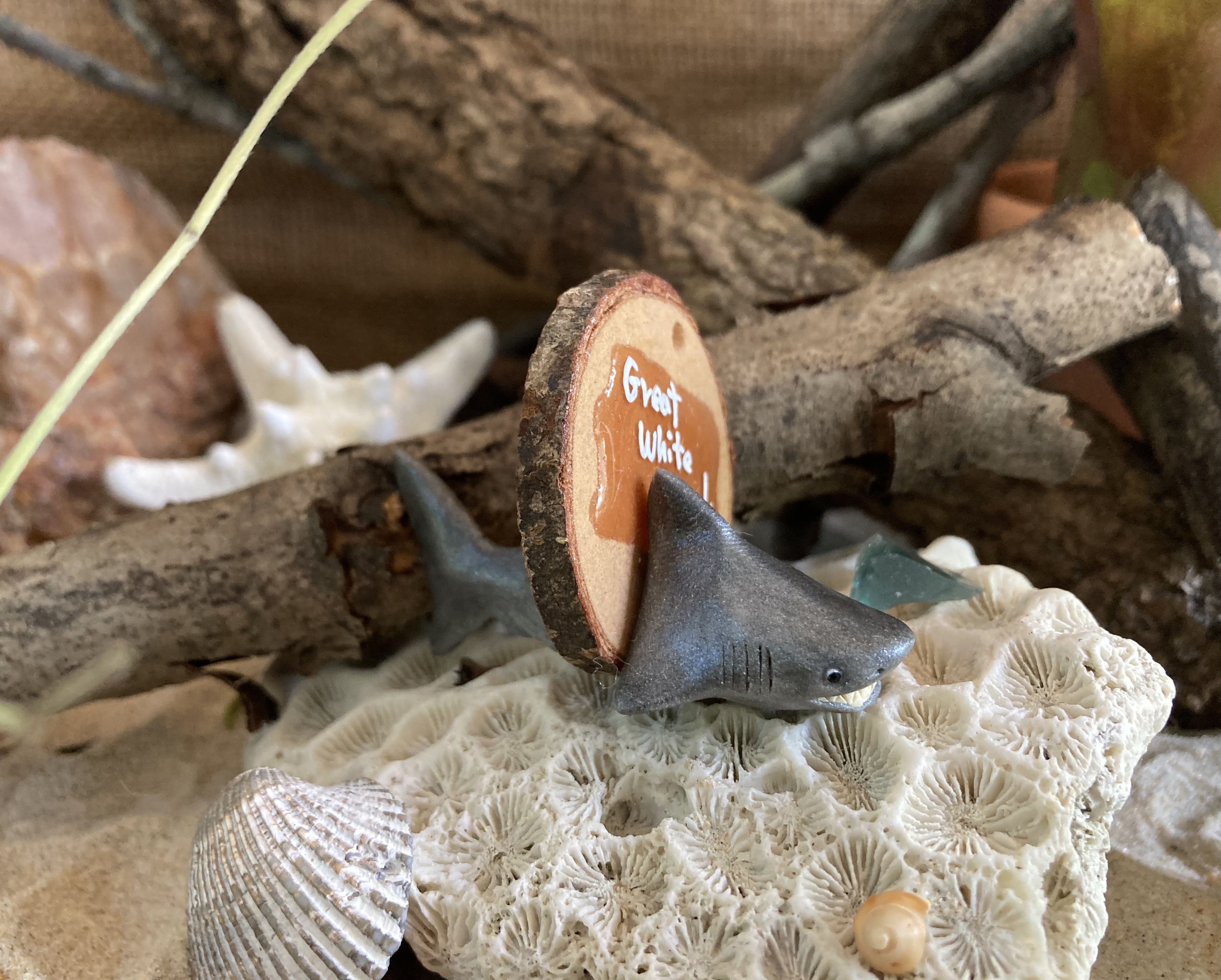 Great White Shark Head Stud and Body Catch