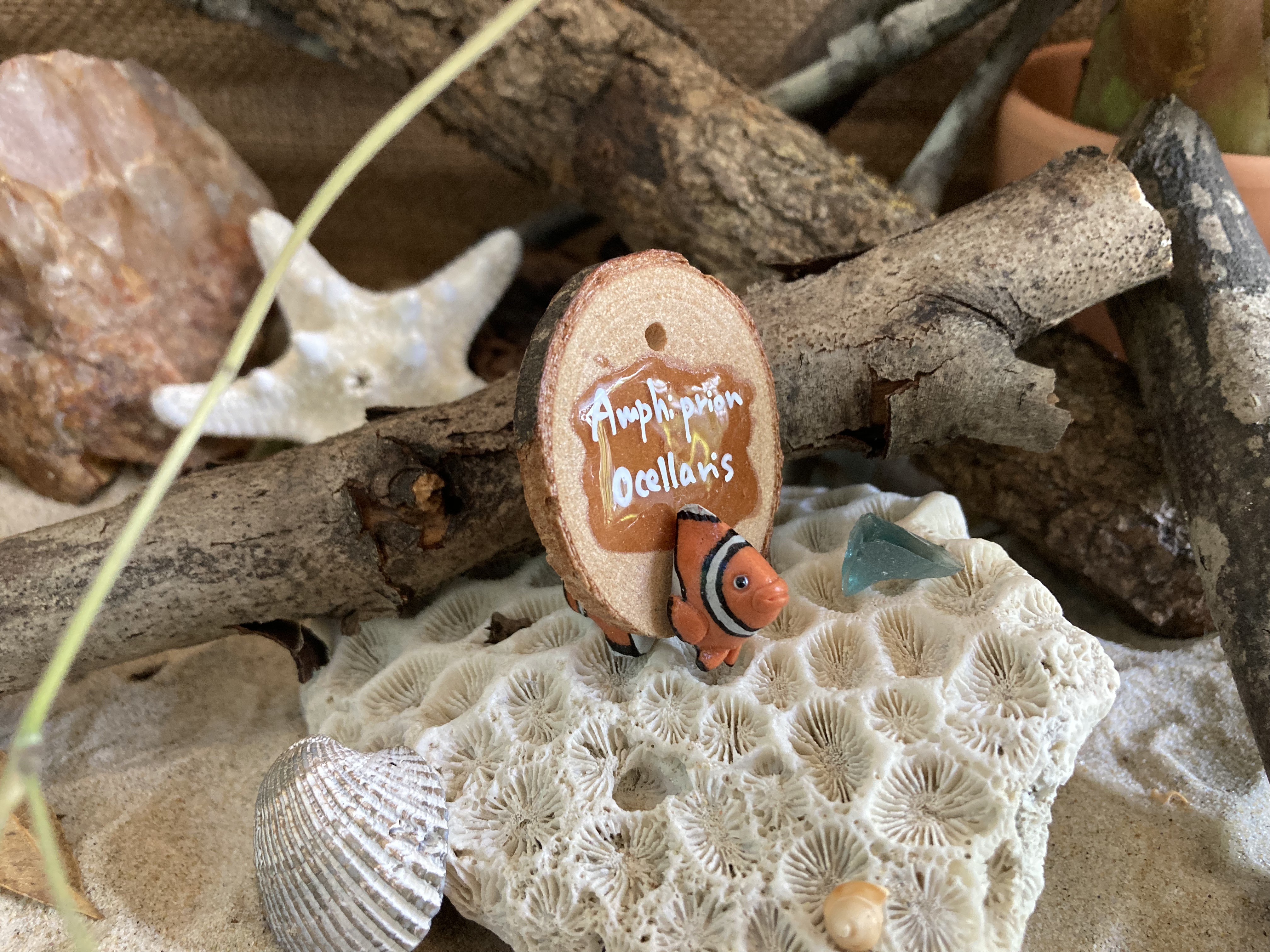 Amphiprion Ocellaris Head Stud and Body Catch