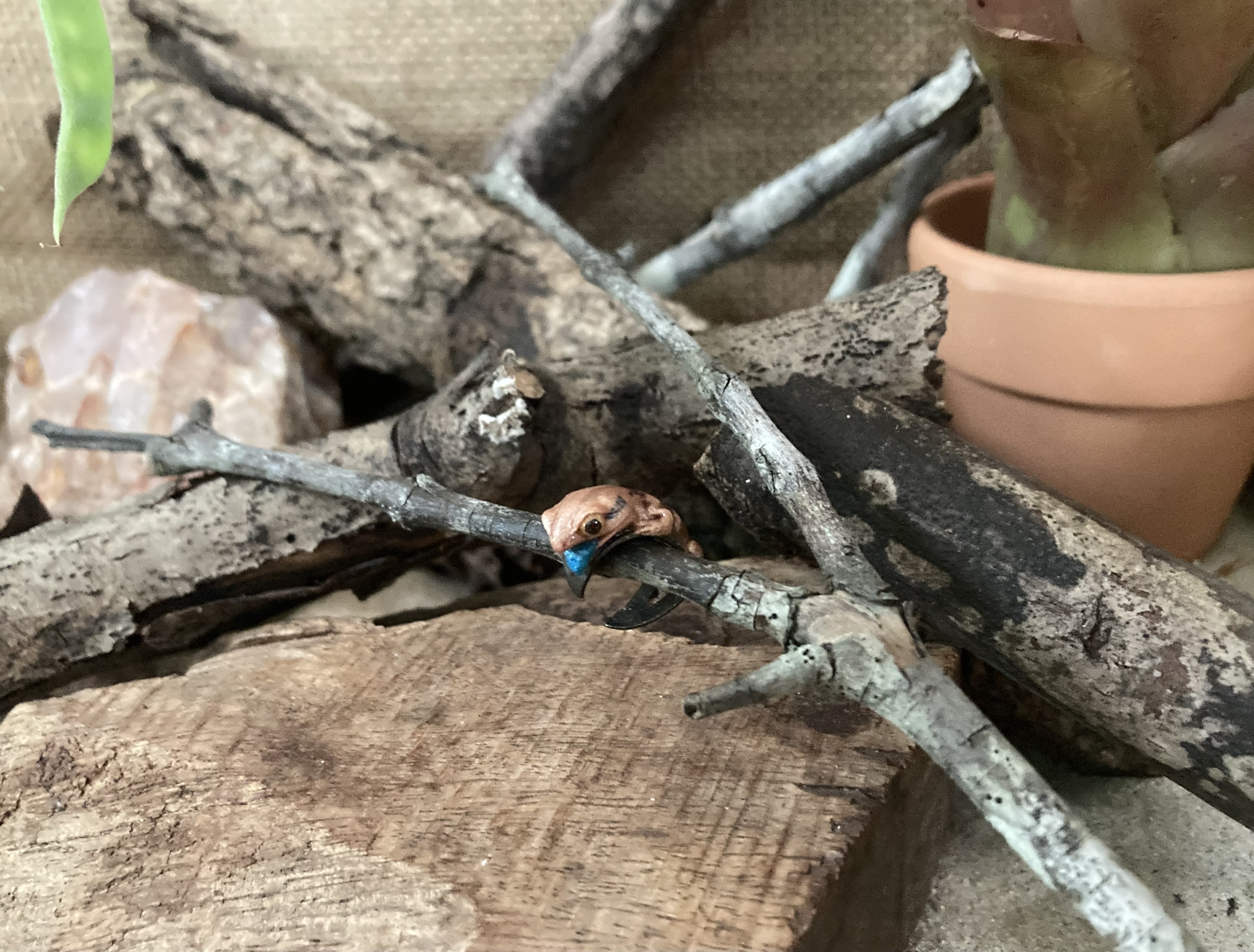 Blue Tongue Lizard Ear Cuff