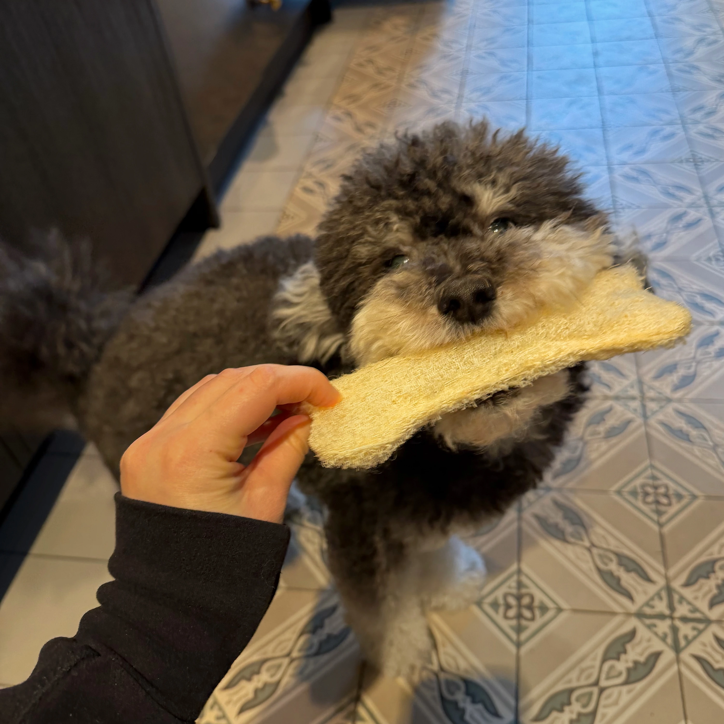 Méiose 100% Plant-Based Dog Flossing Bone - Set of 2