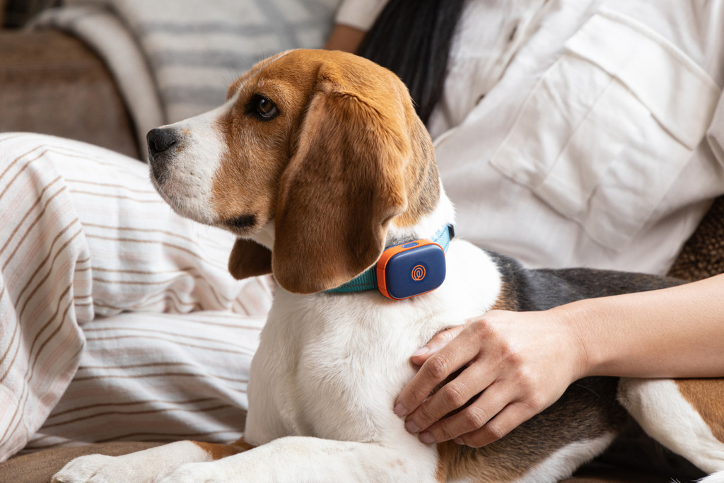 Petivity Smart GPS & Activity Tracker for Dogs | Powered by Purina