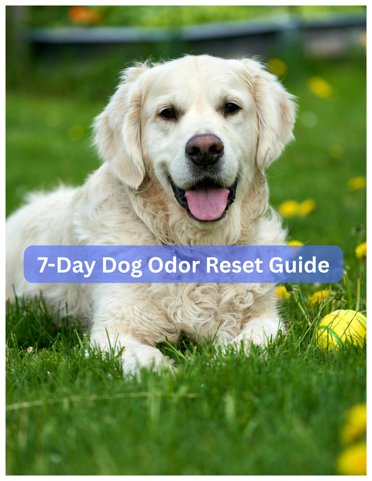 7-Day Dog Odor Reset Guide