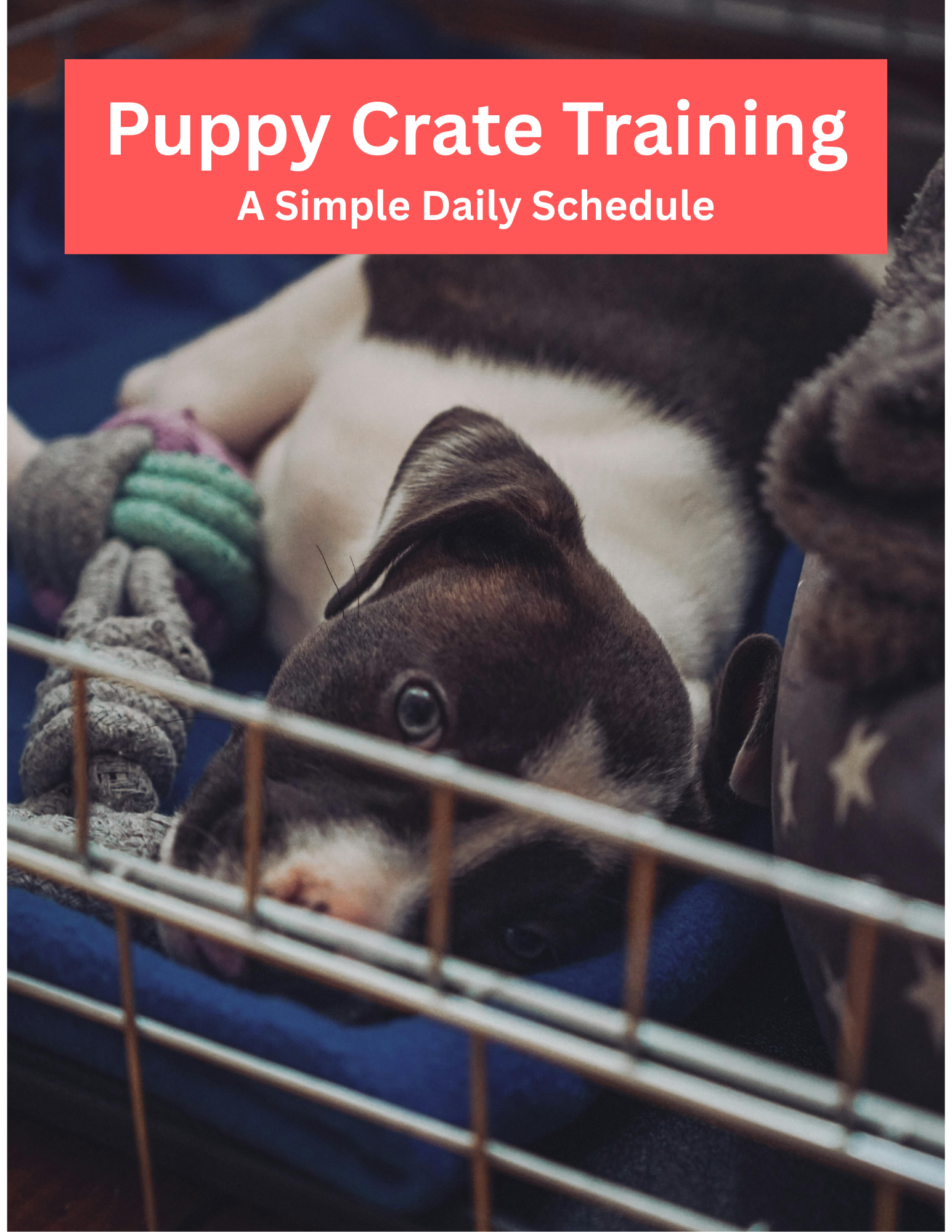 Puppy Crate Training: A Simple Daily Schedule (Printable PDF)