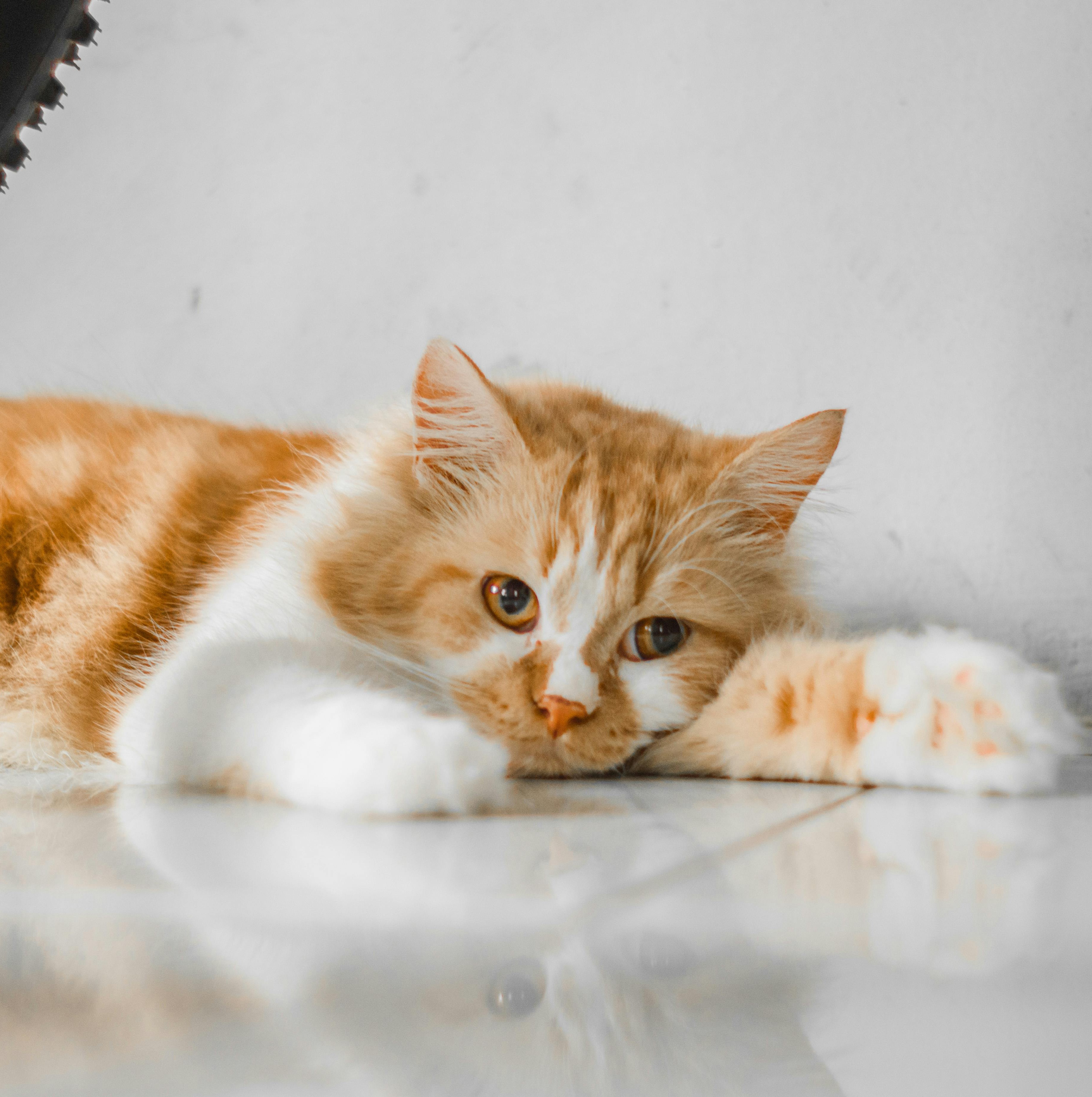 Cat Exercise Wheel for Indoor Cats