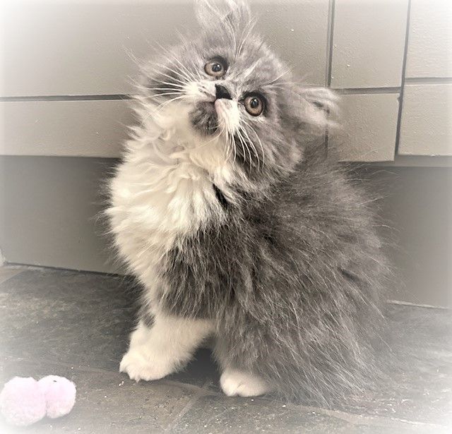 Dog & Cat Grooming Kit for Clean, Comfortable, Low-Stress Grooming