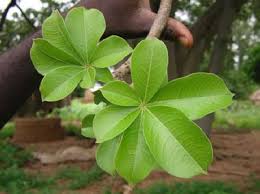 Baobab leaves