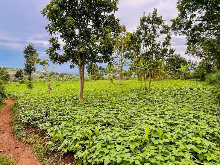 Green farmland for sale