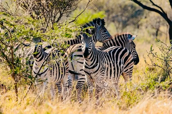 Safari/ Wildlife Tour