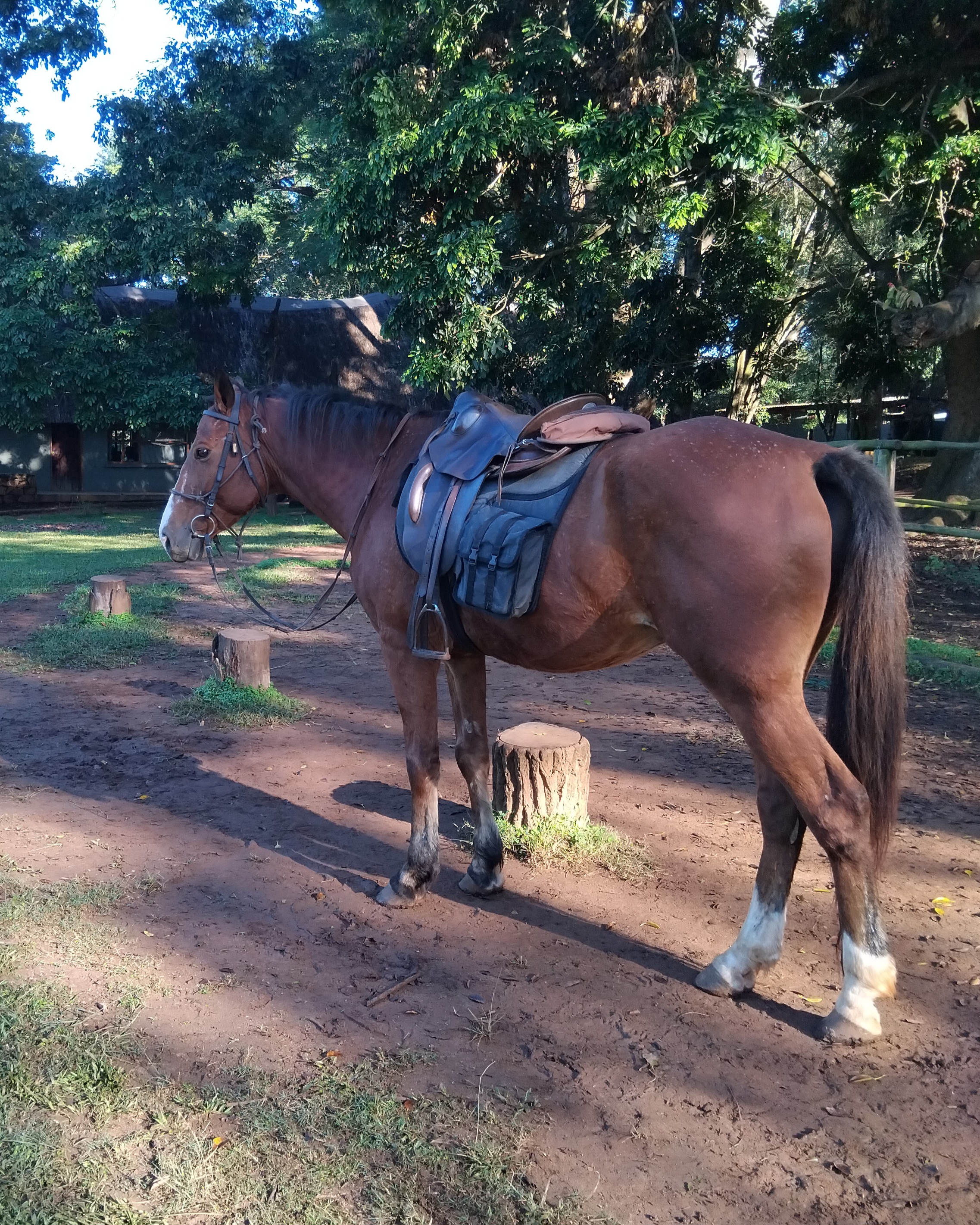 3- Hour Eswatini Safari Horse Riding Experience