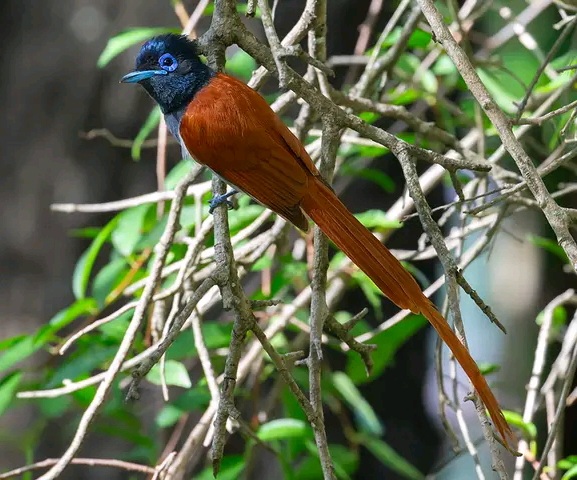 Safari/ Wildlife Tour