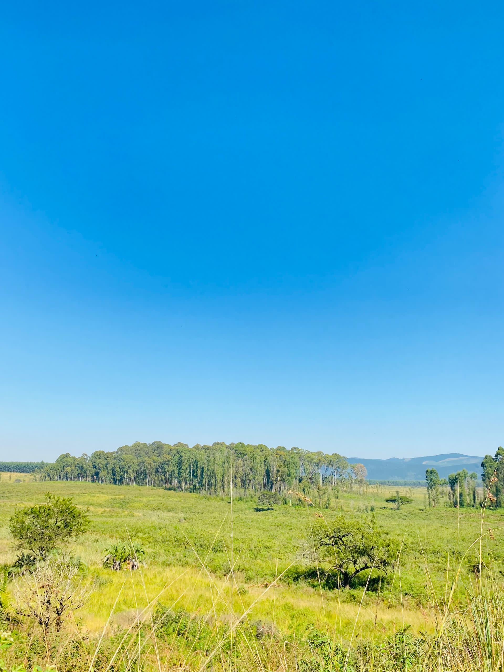 Half- Day Eswatini Hiking & Nature Trail Experience