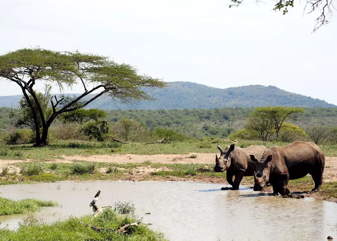 4-Hour Eswatini Rhino Walk & Guided Trekking Safari Tour