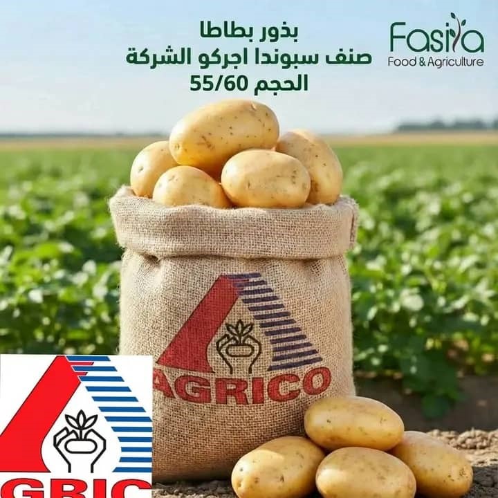 بذور بطاطا  أجركو