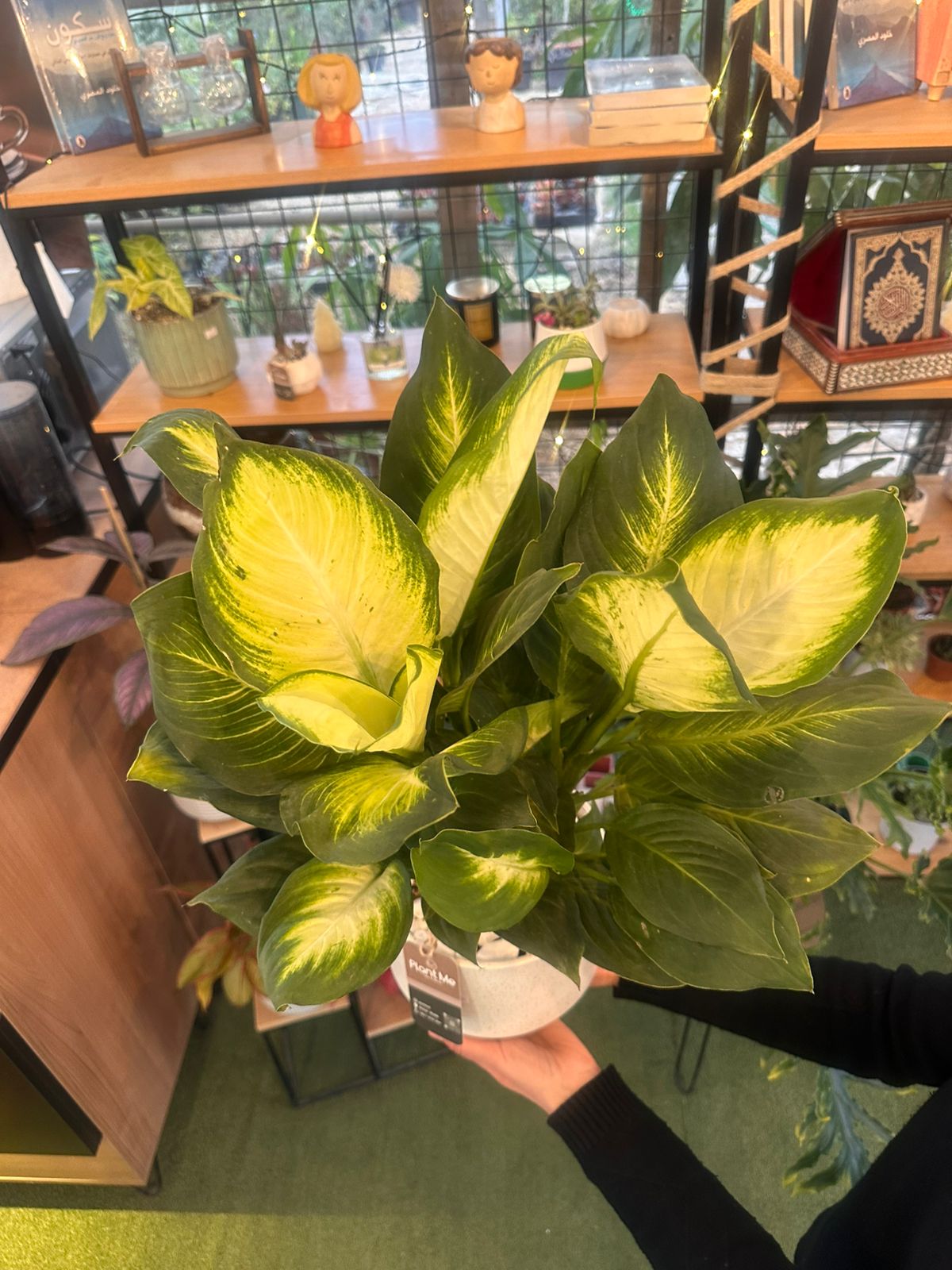 Dieffenbachia Plant