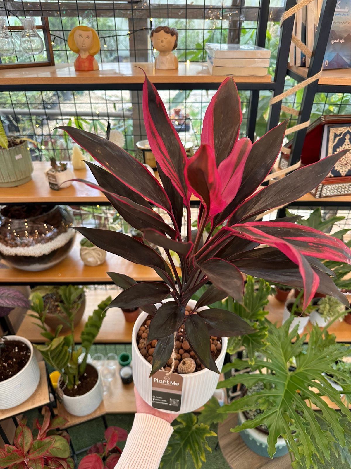 Cordyline Fruticosa Plant