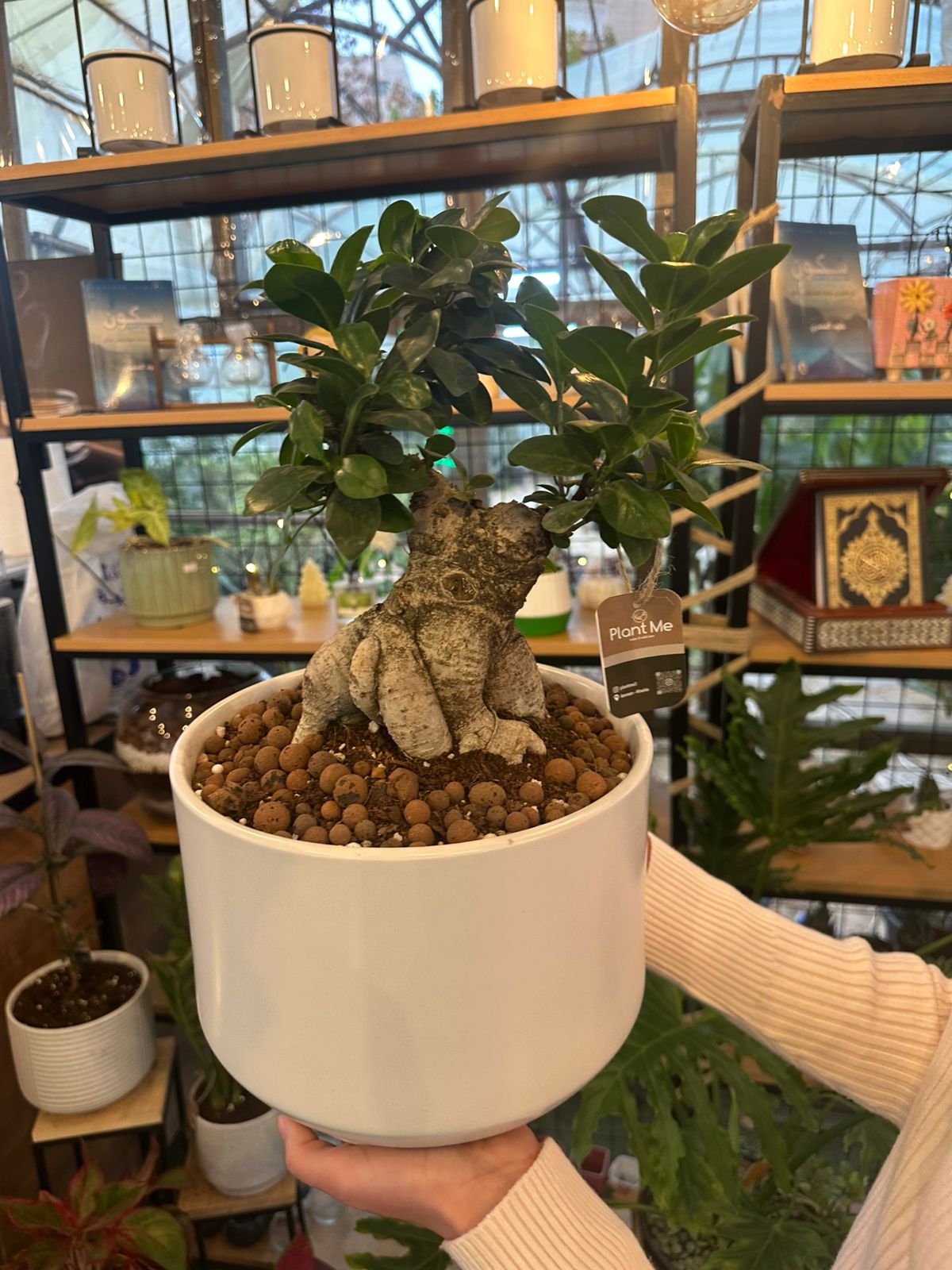 Ficus Ginseng Bonsai